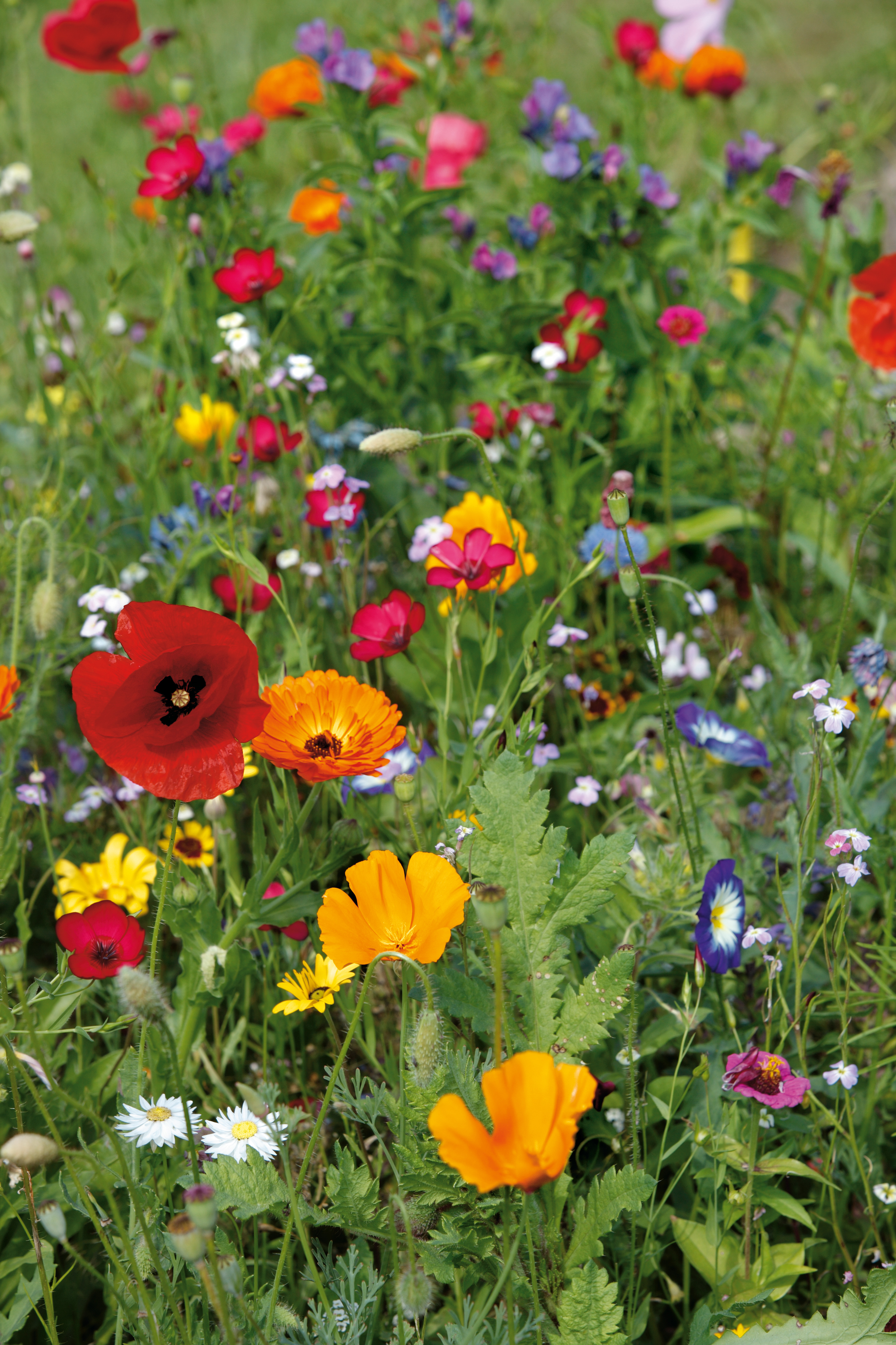 Nahaufnahme einer bunten Wildblumenwiese mit roten Mohnblüten, orangefarbenen und gelben Blumen, kleinen weißen Margeriten und grünen Blättern