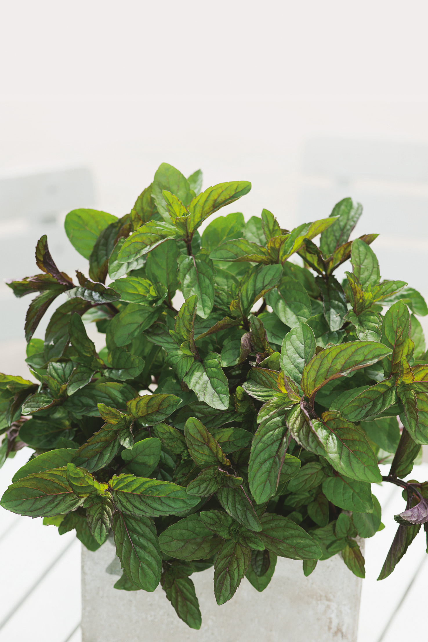 Frische Pfefferminze im Topf – aromatische Minzpflanze von Samen-Fetzer, ideal für Pfefferminztee, Suppen, Soßen und Salate