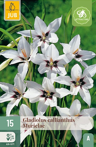 Sterngladiolen Acidanthera Murielae