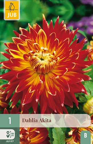 Schmuck-Dahlie Akita