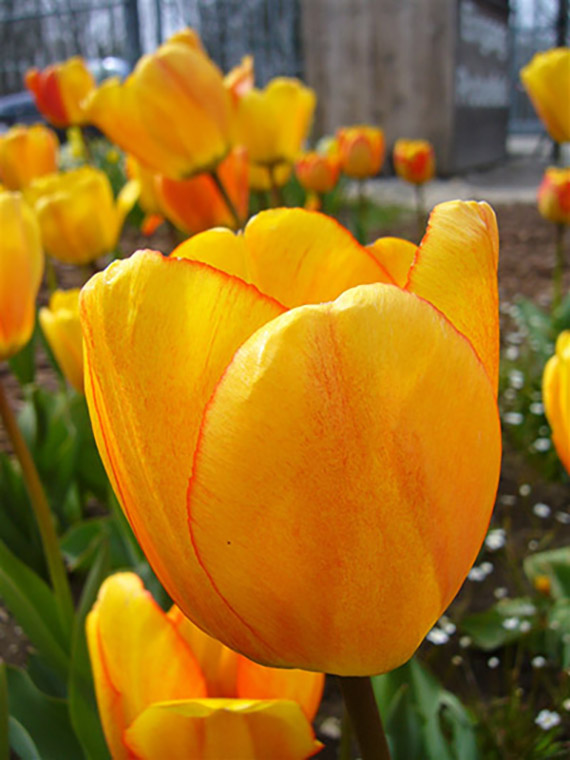 Nahaufnahme einer gelb-orangenen Tulpe mit roten Saumkanten im Blumenbeet