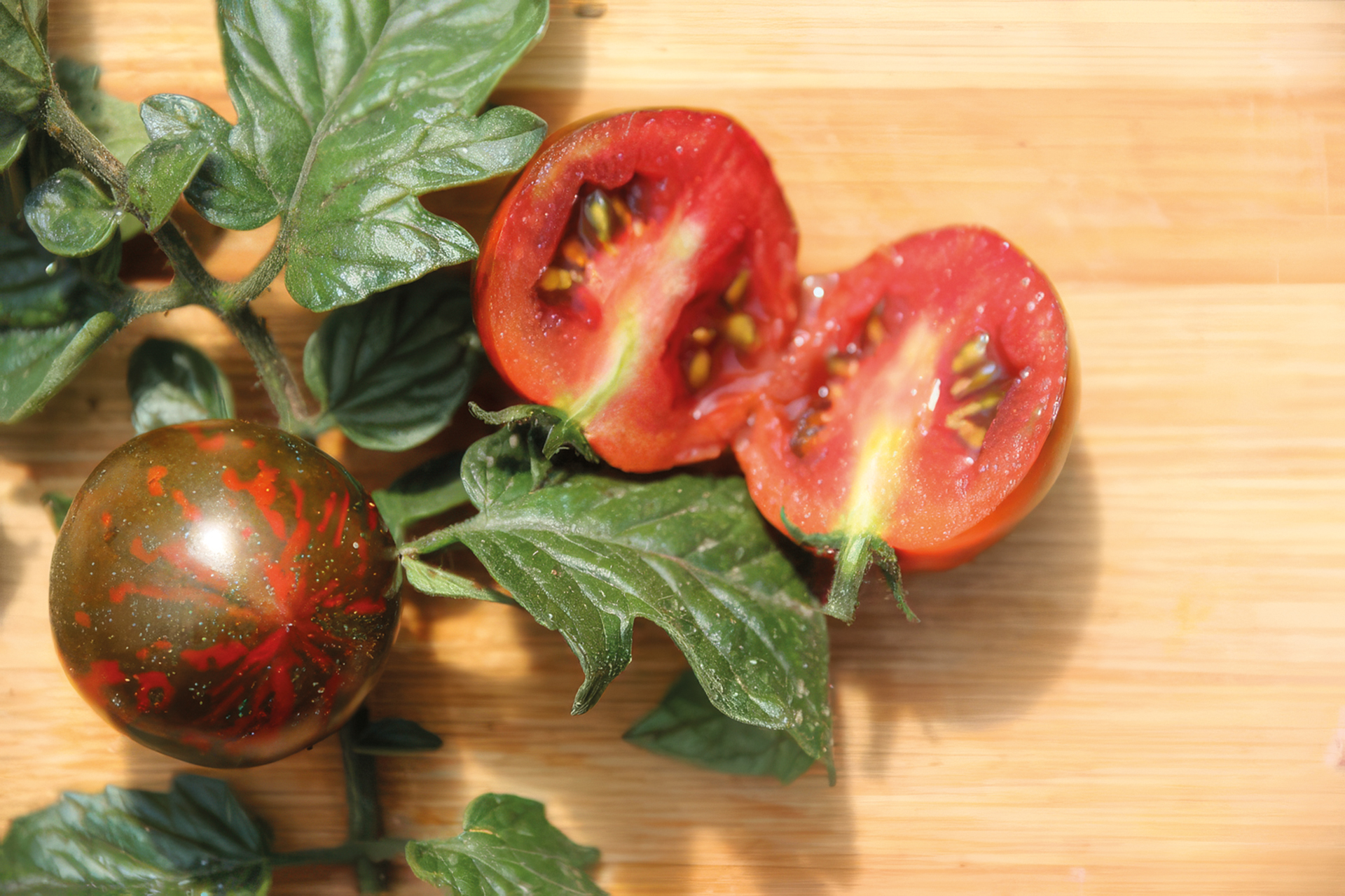Cocktailtomate Cherry Zebra