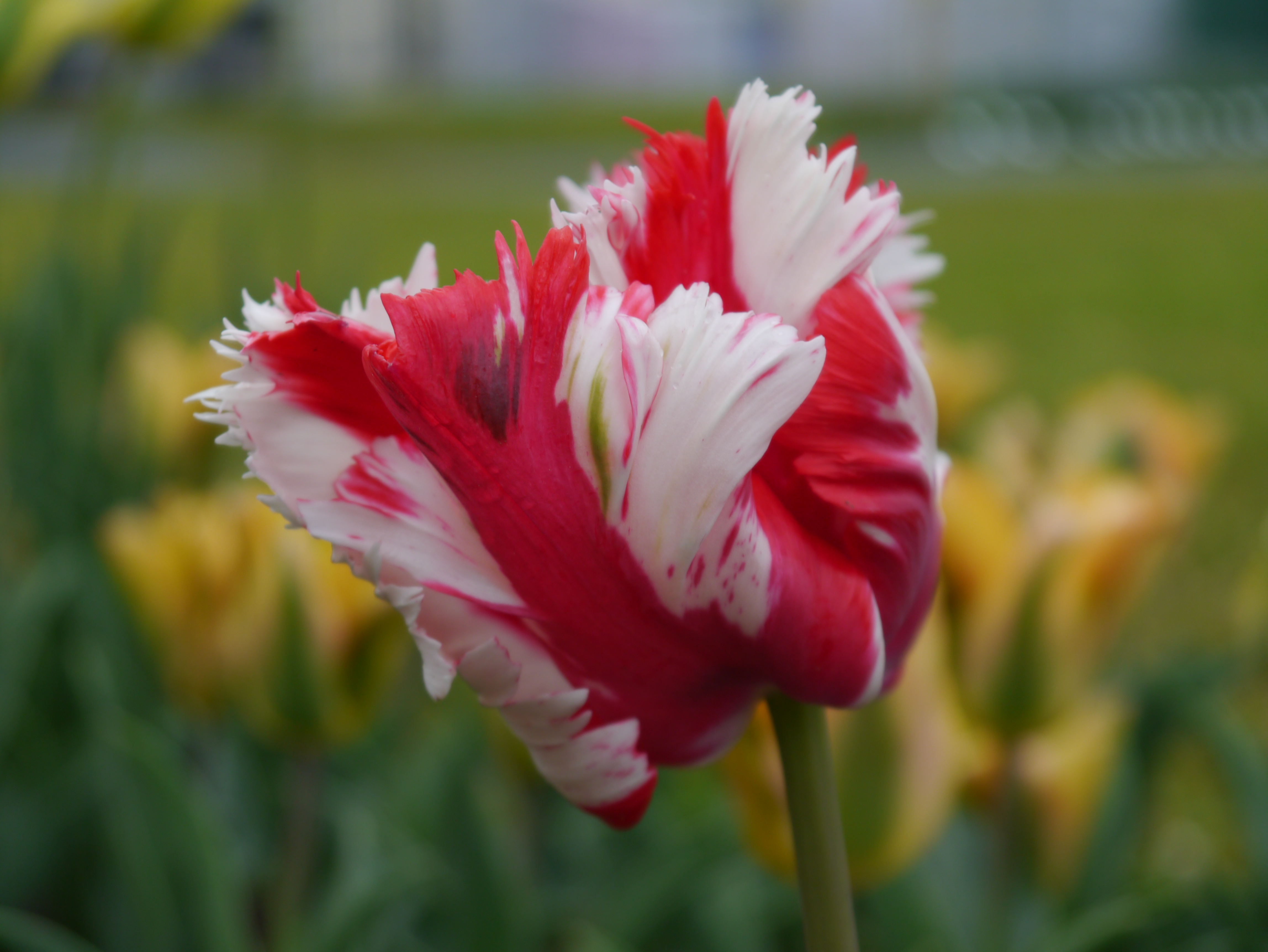 Nahaufnahme einer rot-weißen Papageientulpe mit gezackten Blütenblättern, grünem Stiel und unscharfen gelben Tulpen im Hintergrund