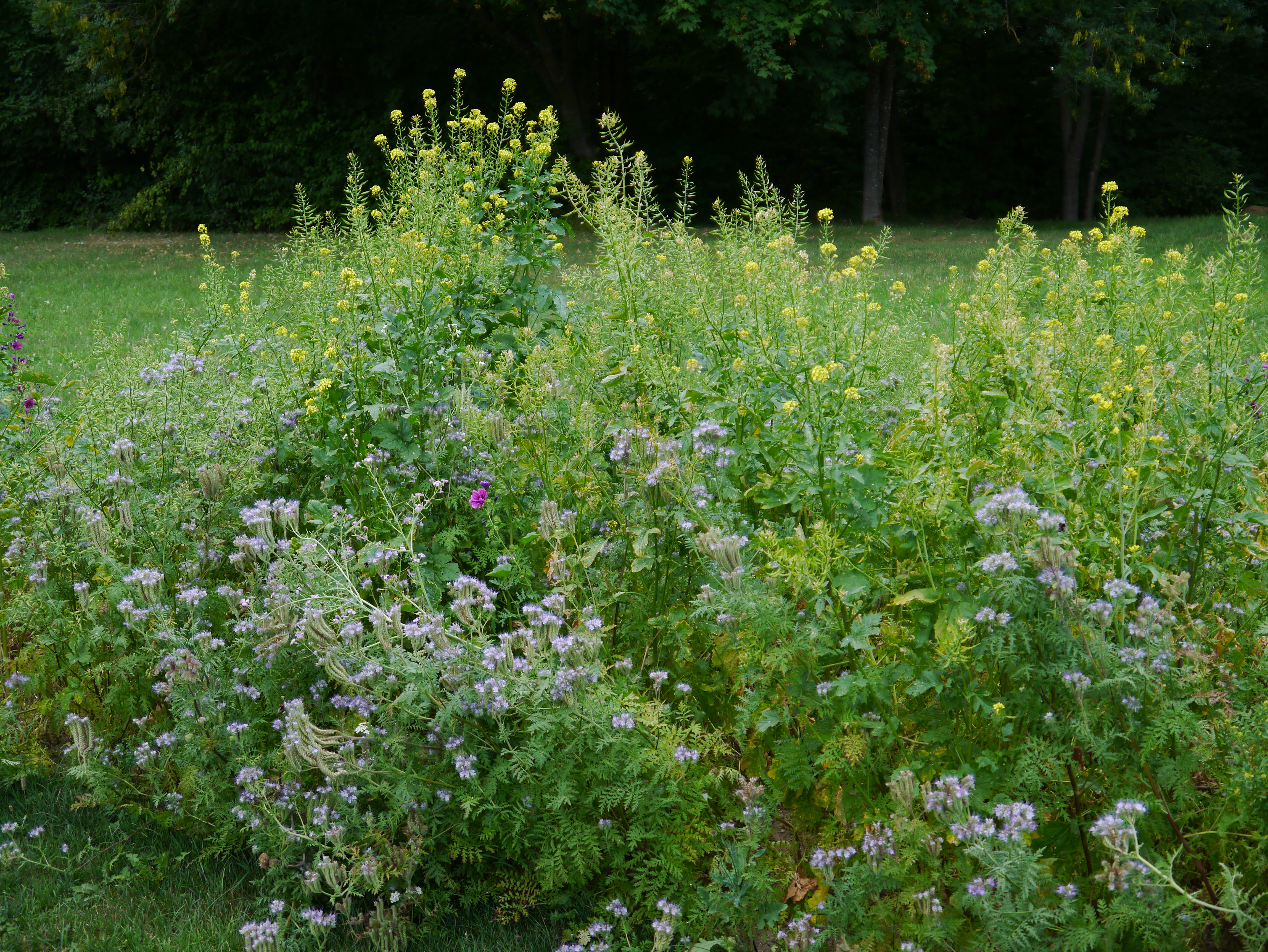 Blühende Wildblumenwiese mit hohen gelben Blüten und zahlreichen lila-violetten Blüten vor dunklem Baumbestand, vielfältige, bienenfreundliche Sommerblumen