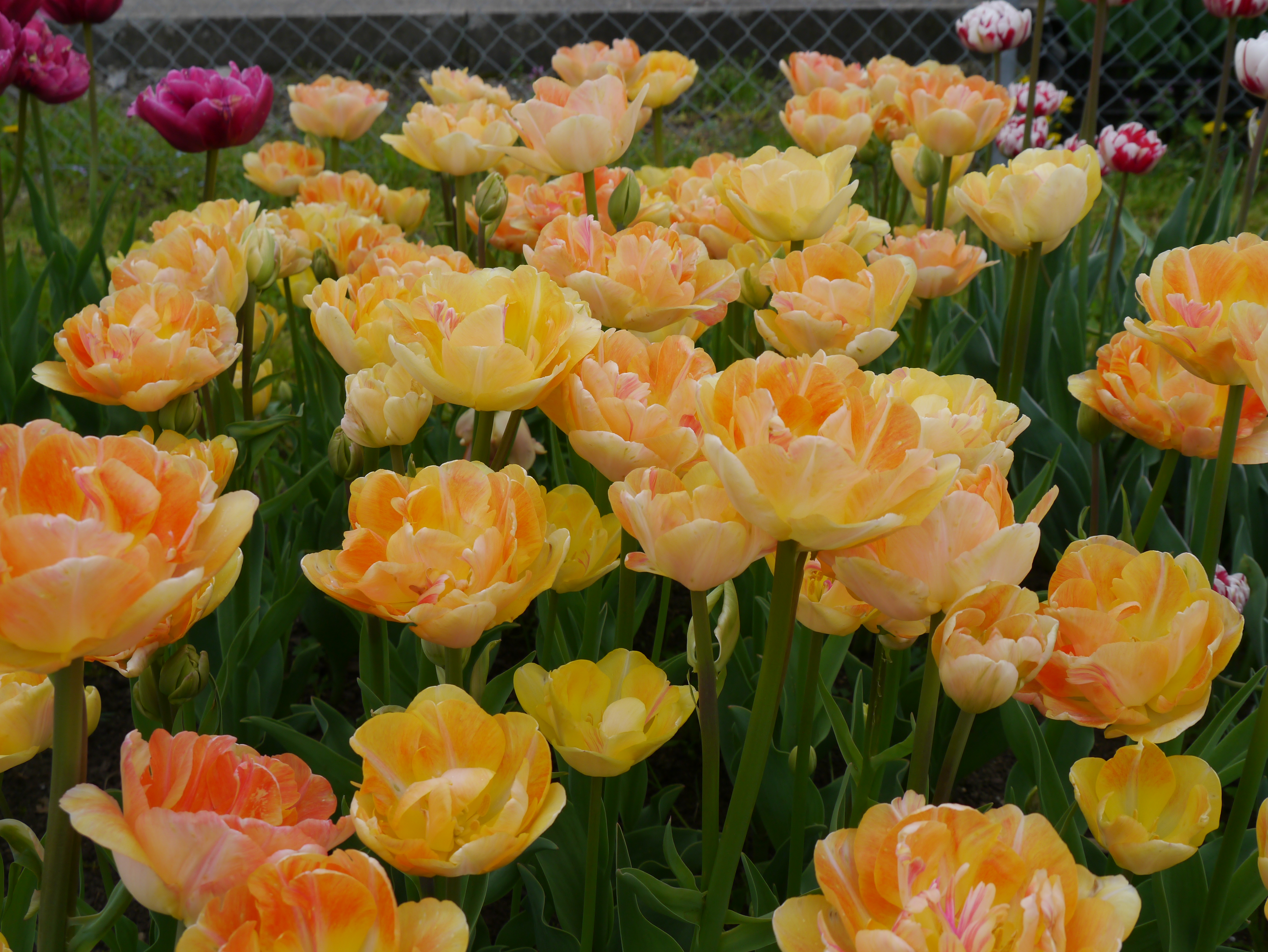Gefüllte späte Tulpen Charming Beauty mit üppigen, gerüschten Blüten in Apricot, Pfirsich und Goldgelb als leuchtender Frühlingsblickfang im Gartenbeet
