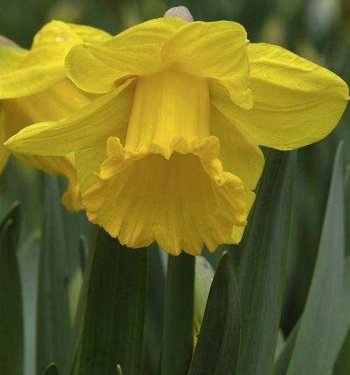 Trompeten-Narzissen Bravoure