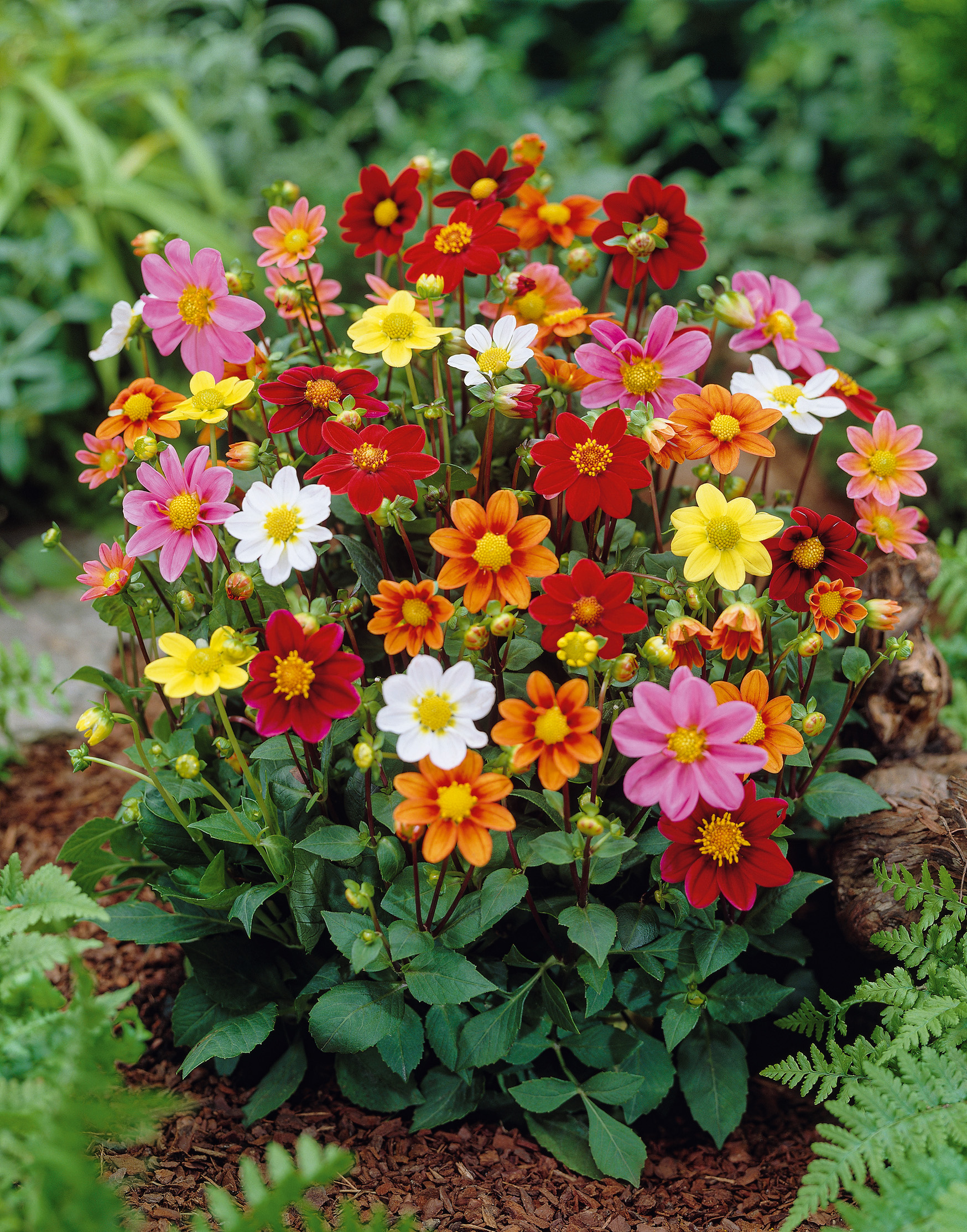 Nahaufnahme eines bunten Dahlienbusches im Garten mit zahlreichen Blüten in Pink, Rot, Orange, Gelb und Weiß, grünem Laub und Rindenmulch am Boden.