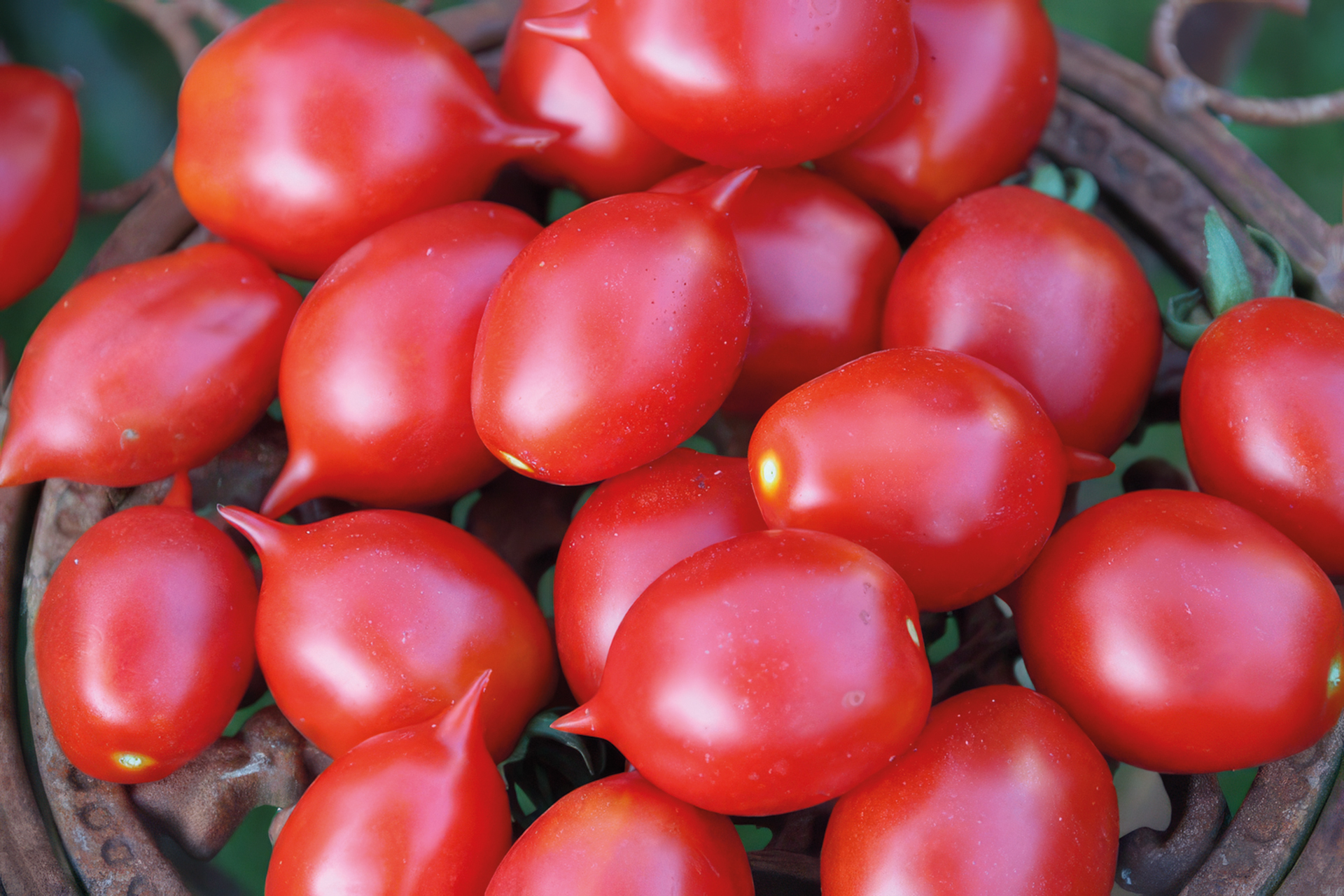 Cocktailtomate Taubenherz