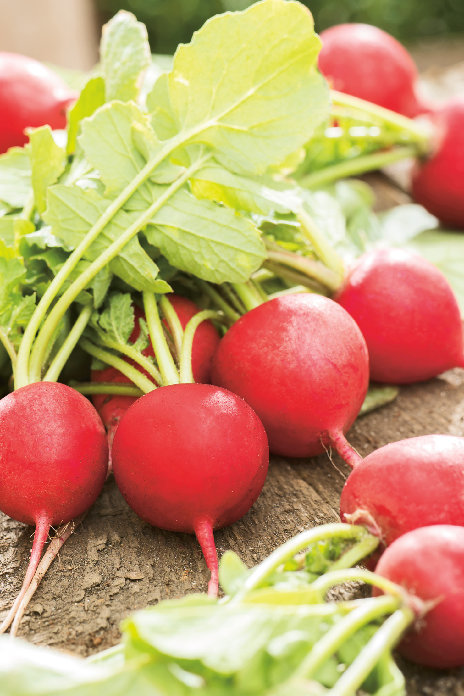 Leuchtend rote Radieschen Radies Celesta F1 mit grünem Laub, festfleischig und mittelgroß – Profi-Qualität Saatgut von Samen-Fetzer für Salate, Rohkost und frische Garnituren