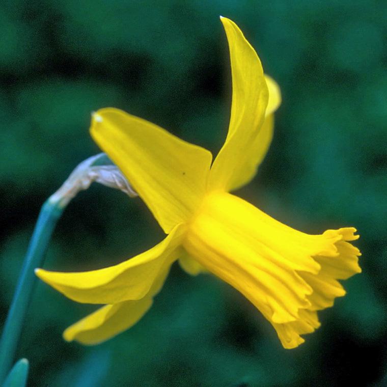 Seitliche Nahaufnahme einer gelben Narzissenblüte (Osterglocke) mit geöffneter Trompete, unscharfer grüner Hintergrund