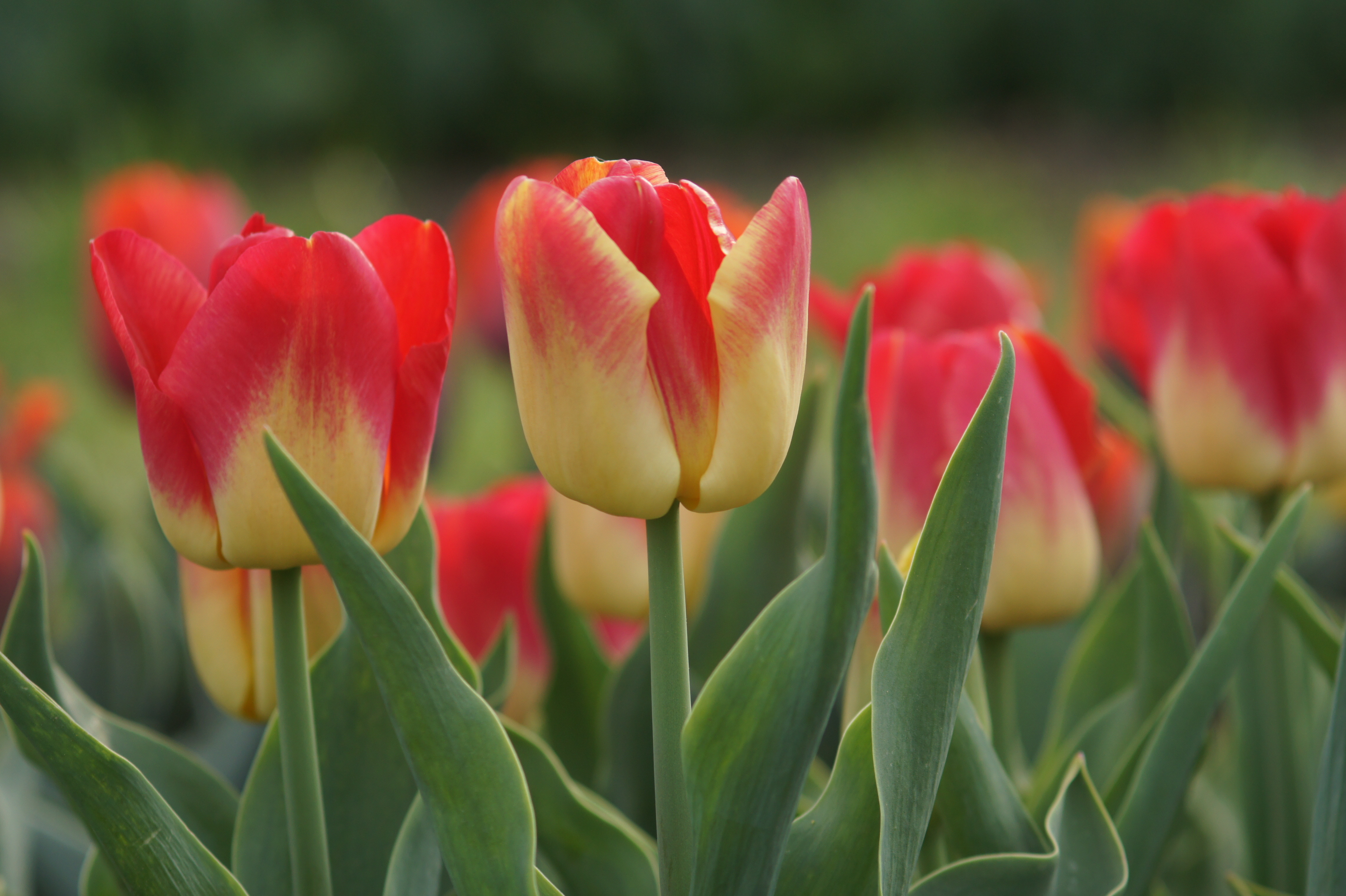 52212_Match Nahaufnahme von rot-gelb gefärbten Tulpen in einem Blumenfeld, mehrere Blüten und grüne Blätter im Vordergrund, unscharfer Hintergrund.
