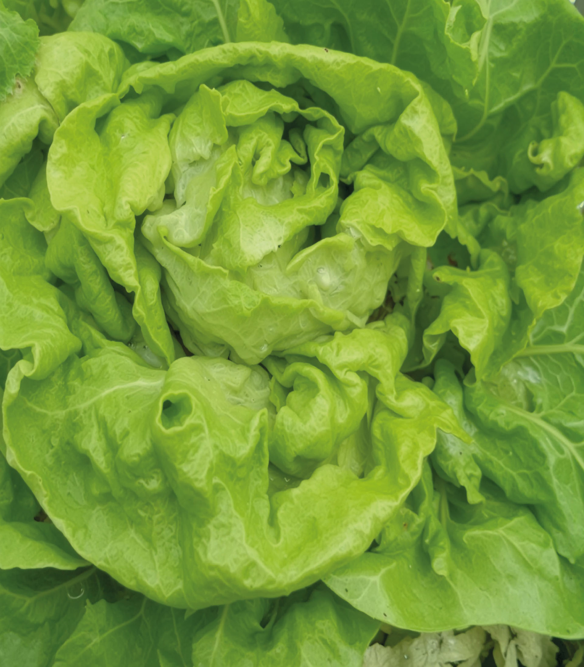Kopfsalat Wunder von Stuttgart