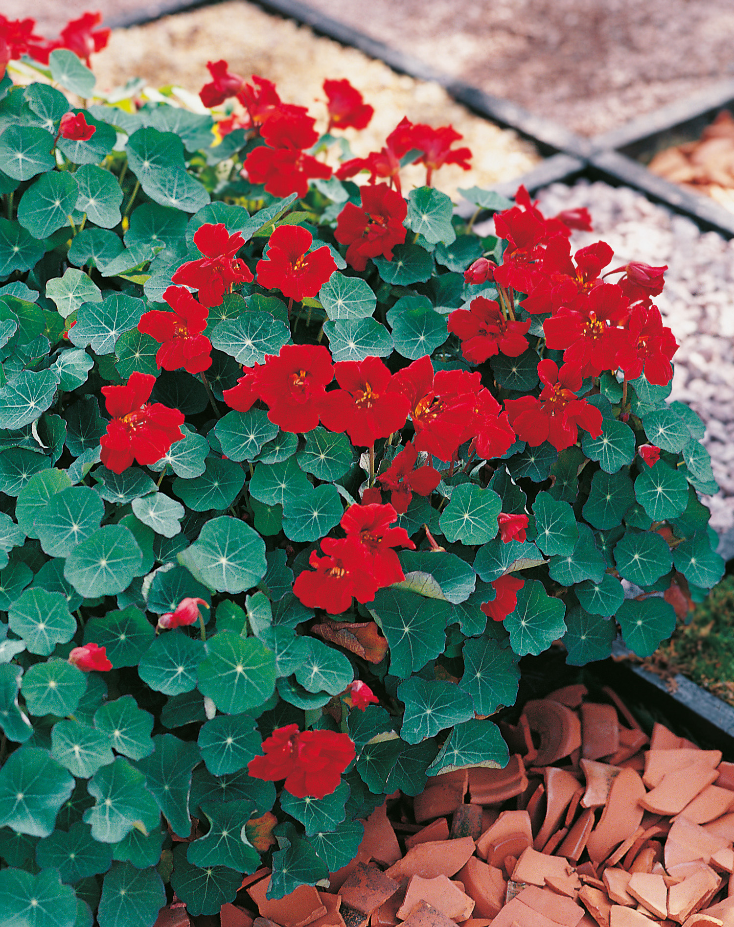 Kapuzinerkresse Princess of India