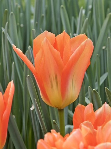 Fosteriana-Tulpe Orange Emperor mit großer orangefarbener Blüte und zart grüner Flammung, ideal für Beete, Anlagen und Töpfe im Frühlingsgarten