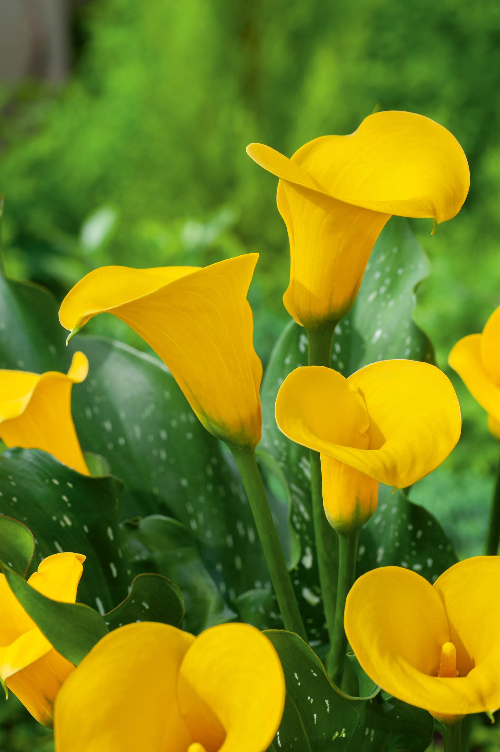 Gelbe Calla-Lilien in voller Blüte vor grünem, unscharfem Hintergrund, mit dunkelgrünen, gefleckten Blättern