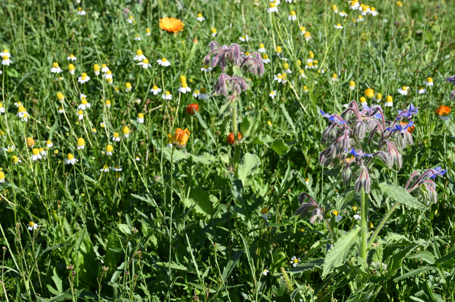 Detailaufnahme einer sonnigen Wildblumenwiese mit blauen Borretschblüten, zahlreichen weißen Kamillenblüten und vereinzelt orangefarbenen Blüten zwischen grünem Gras