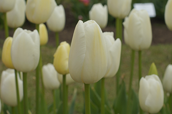 Nahaufnahme einer weißen Tulpe in einem Blumenbeet mit weiteren weißen Tulpen im unscharfen Hintergrund