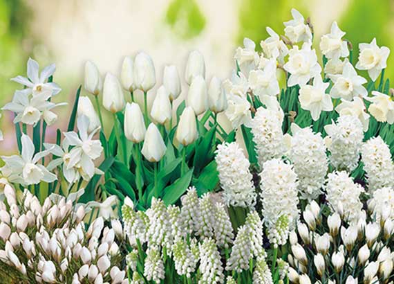 Blumenzwiebel-Kollektion Weißer Garten mit über 50 weißen Frühlingsblühern in 6 Sorten, darunter Tulpen, Narzissen, Hyazinthen und Traubenhyazinthen, für ein elegantes Gartenambiente