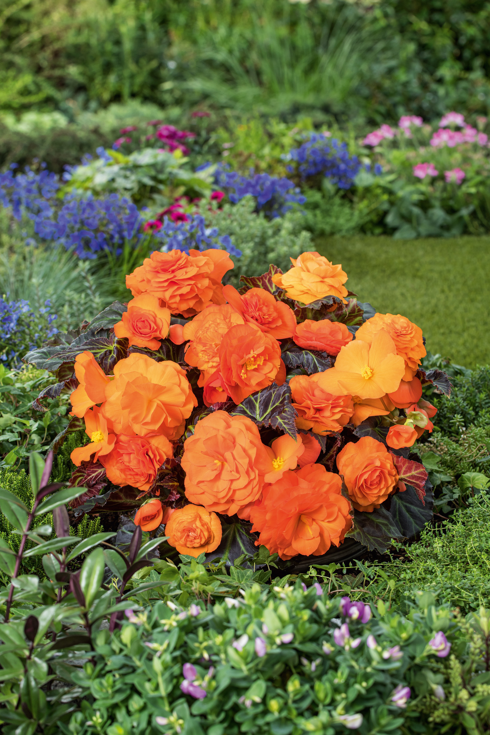 Nahaufnahme einer orangefarbenen, gefüllten Begonie mit großen Blüten in einem Gartenbeet, umgeben von grünem Laub und blauen sowie violetten Begleitpflanzen