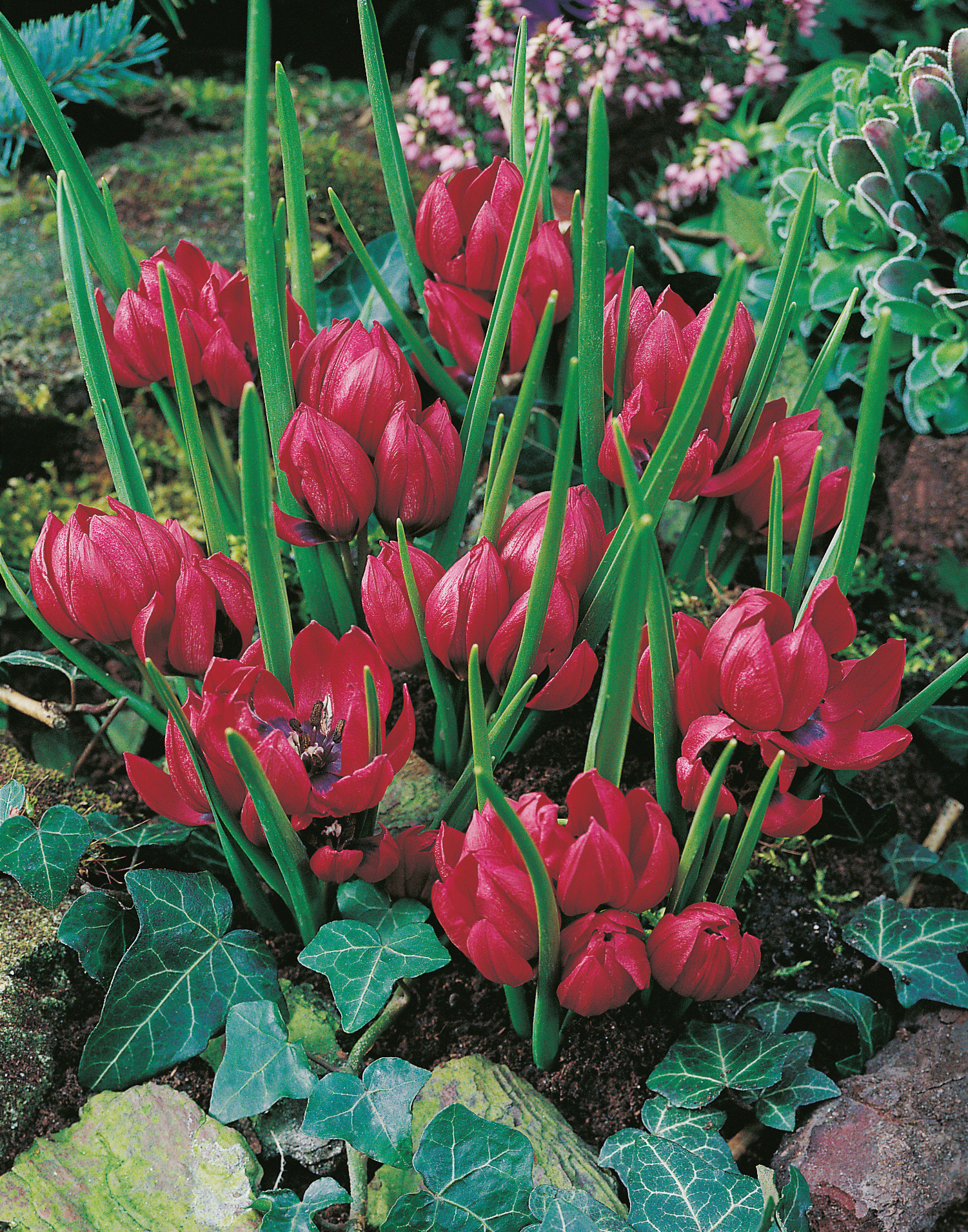 52944_Tulipa humilis Lilliput FM Nahaufnahme von roten, gefüllten Zwergtulpen im Beet zwischen Efeu, grünen Blättern und Steinen