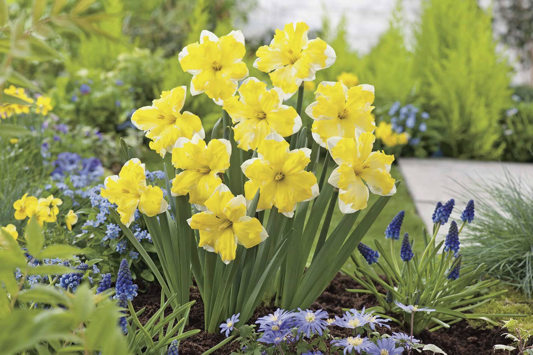 Bündel gelb-weißer Narzissen mit weißen Randblättern in einem Frühlingsbeet, umgeben von blauen Traubenhyazinthen und kleinen blauen Frühjahrsblumen