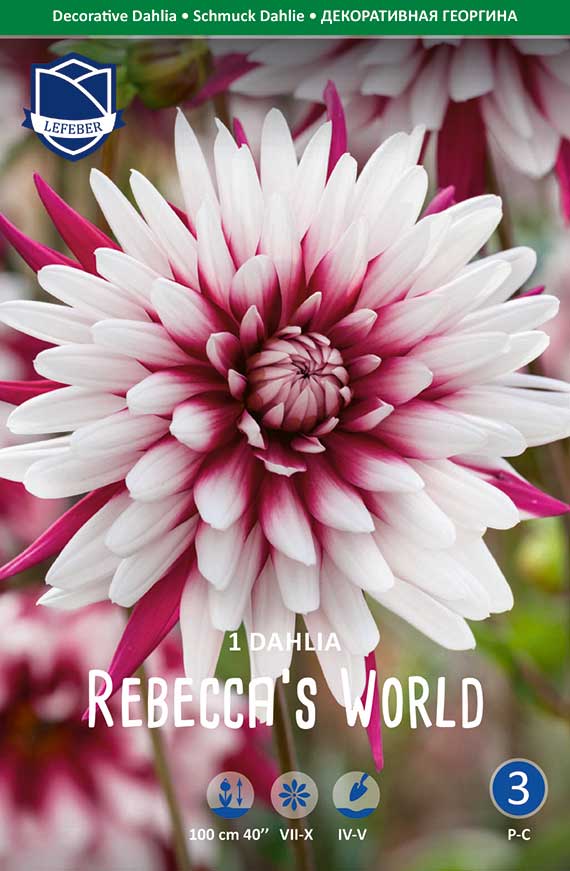 8711829751104 Packungsfoto der Dahlie 'Rebecca's World' mit großen weiß-rosa Blüten und intensiver rosa Mitte