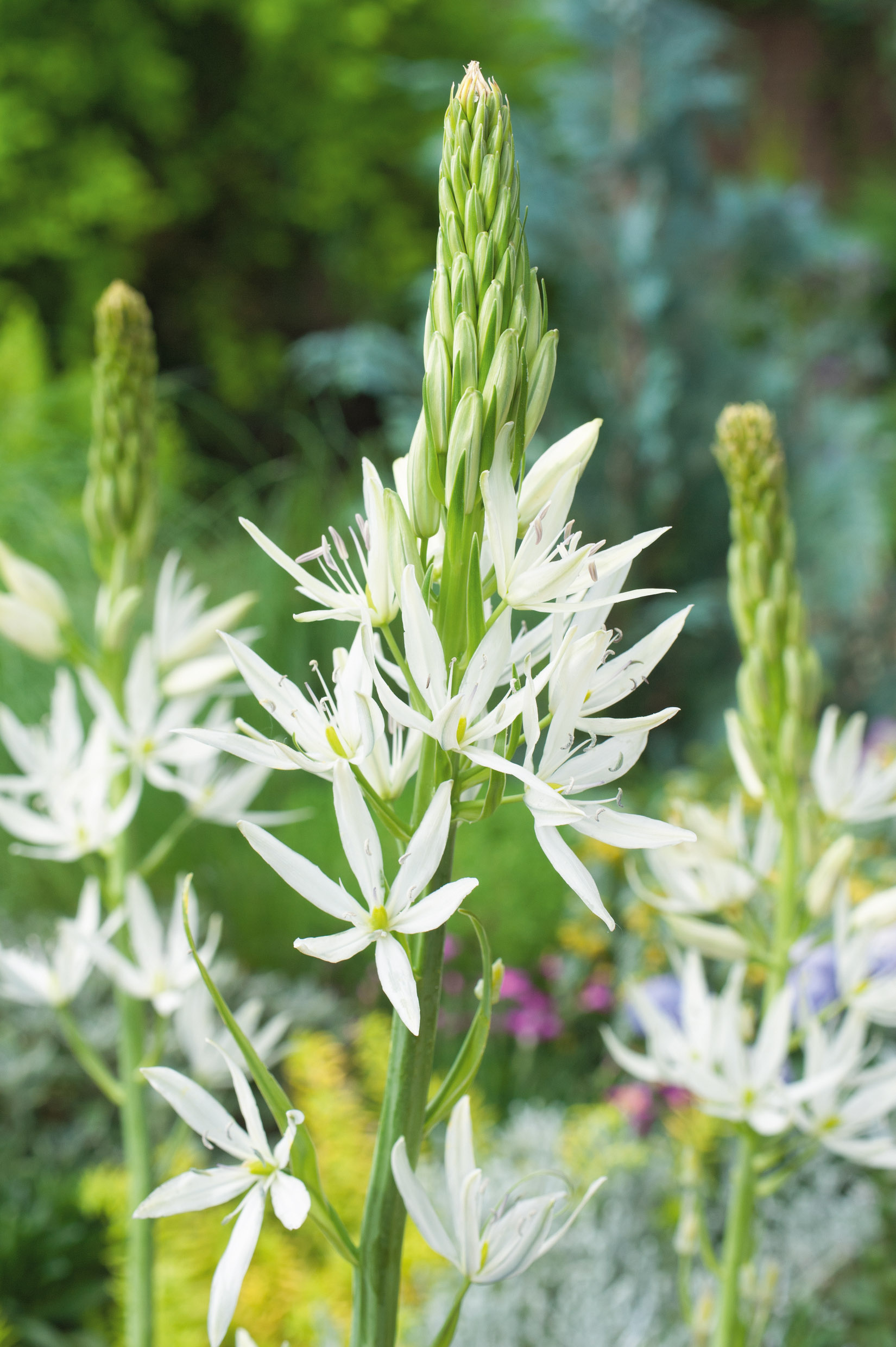 261125_50029_camassia_leichtlinii_alba_14234543_FM_RGB Camassia leichtlinii Alba