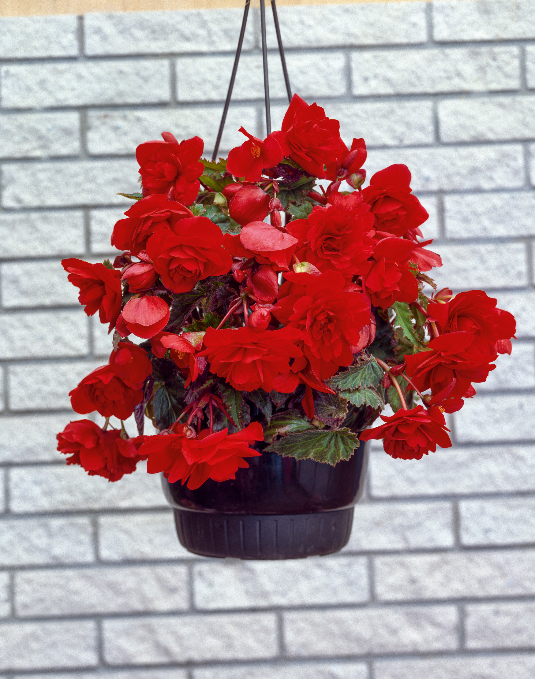 Hängender Topf mit einer üppigen, dunkelroten, gefüllten Begonie (Begonia) vor heller Ziegelwand