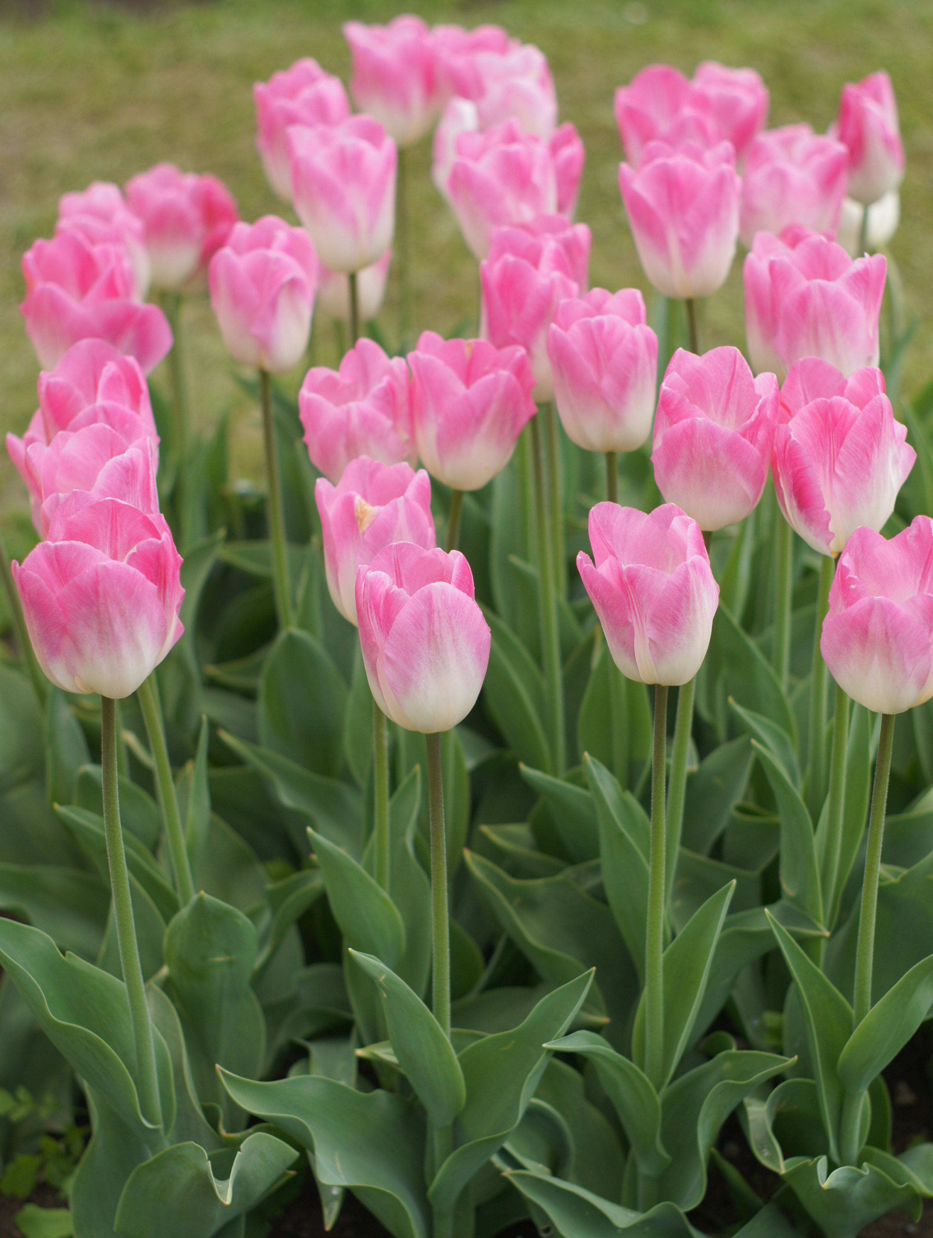 Mehrere rosa-weiße Tulpen mit langen Stielen im Beet, Nahaufnahme von Blüten und grünen Blättern