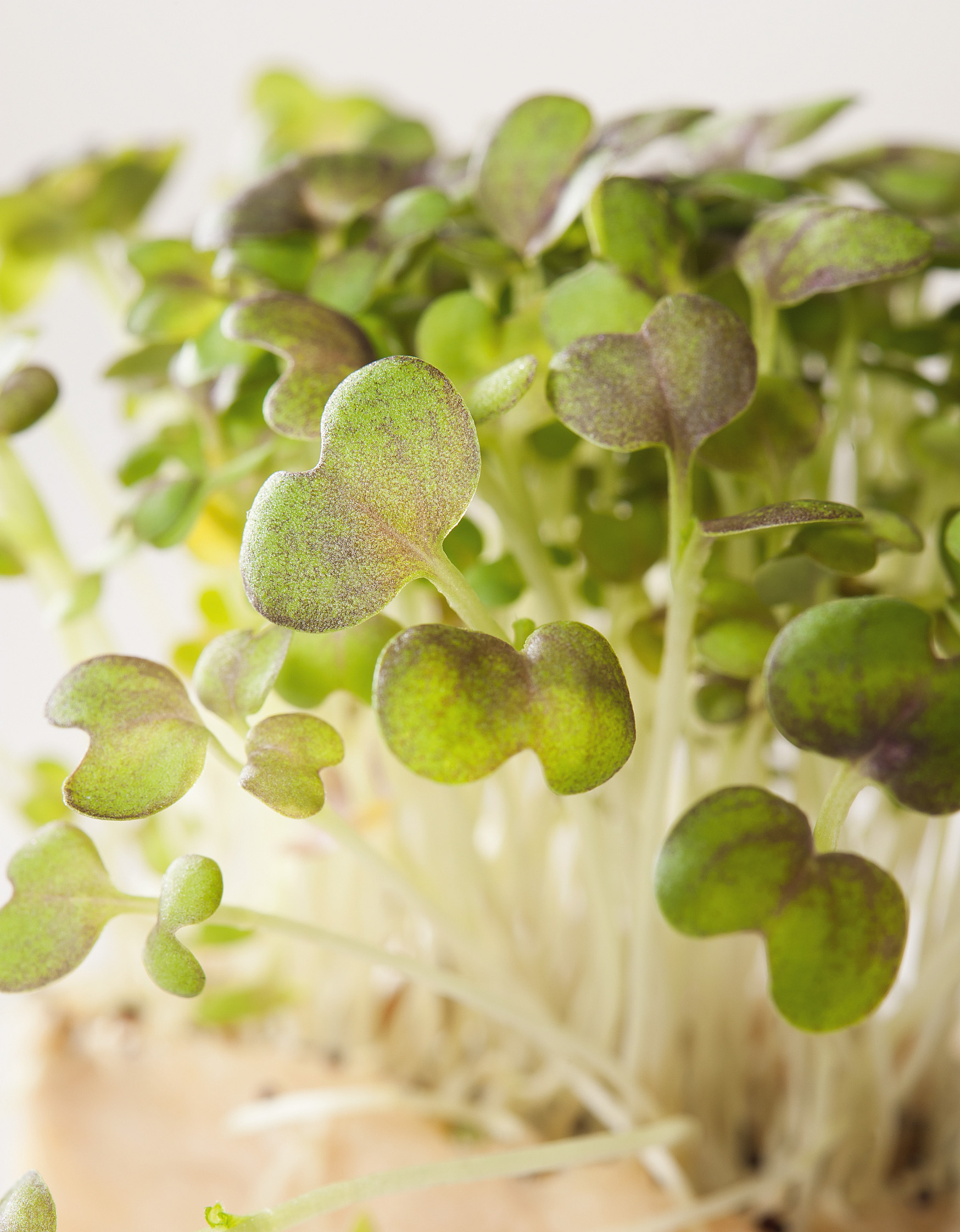 Nahaufnahme von Radieschen-Microgreens mit grünen und rötlich gesprenkelten Keimblättern auf hellen Stängeln, zarten, aromatischen Sprossen als Salat- und Sandwichgarnitur