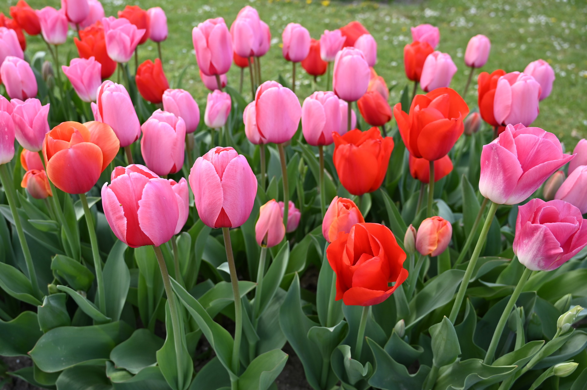 Tulpen-Mischung Clemens-Maximilian