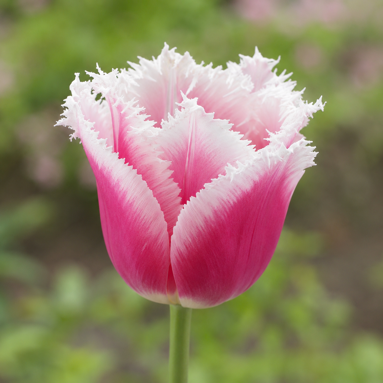 Crispa-Tulpen Siesta