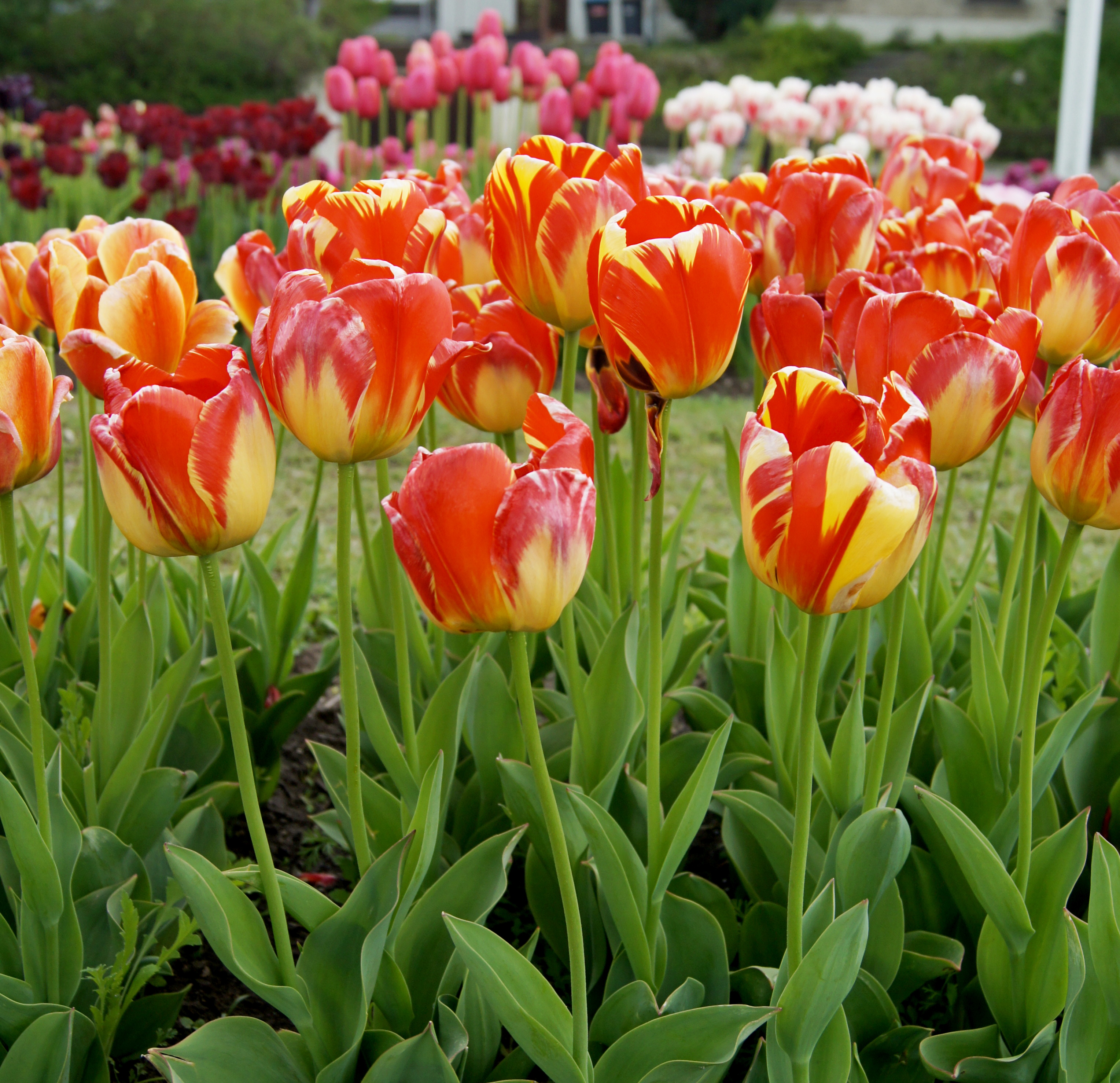 Nahaufnahme von rot-gelb gestreiften Tulpen in einem Beet mit grünem Laub und weiteren Tulpen im Hintergrund, helle Frühlingsfarben