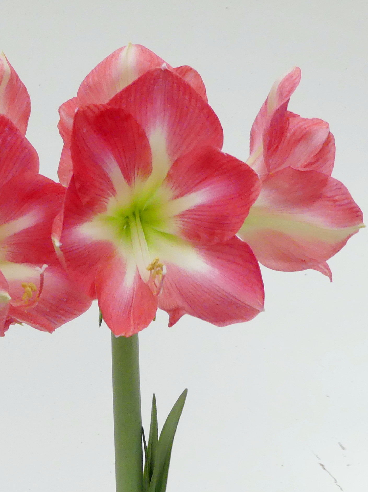 Amaryllis Galaxy, präpariert Cape Horn