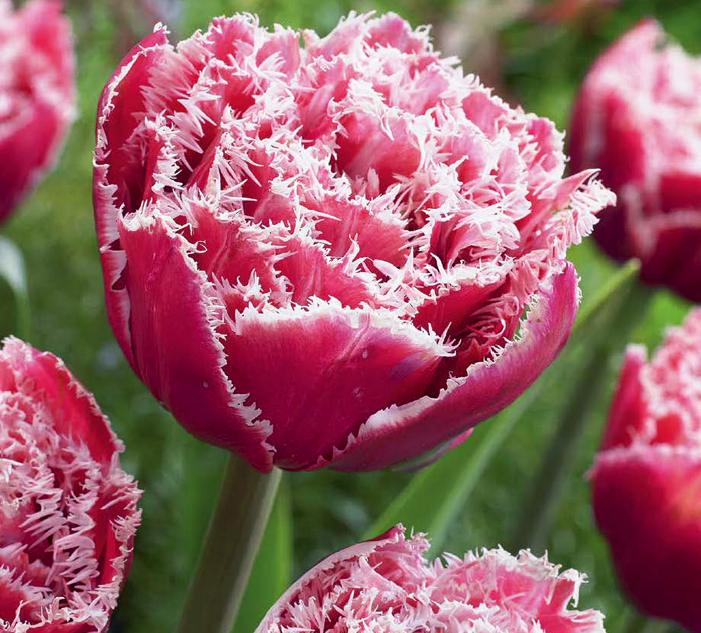 52510_Crispa-Tulpen Brest Nahaufnahme einer gefransten Tulpe in kräftigem Rosa mit weißen, fransigen Blatträndern, umgeben von weiteren Tulpen und grünem Stiel