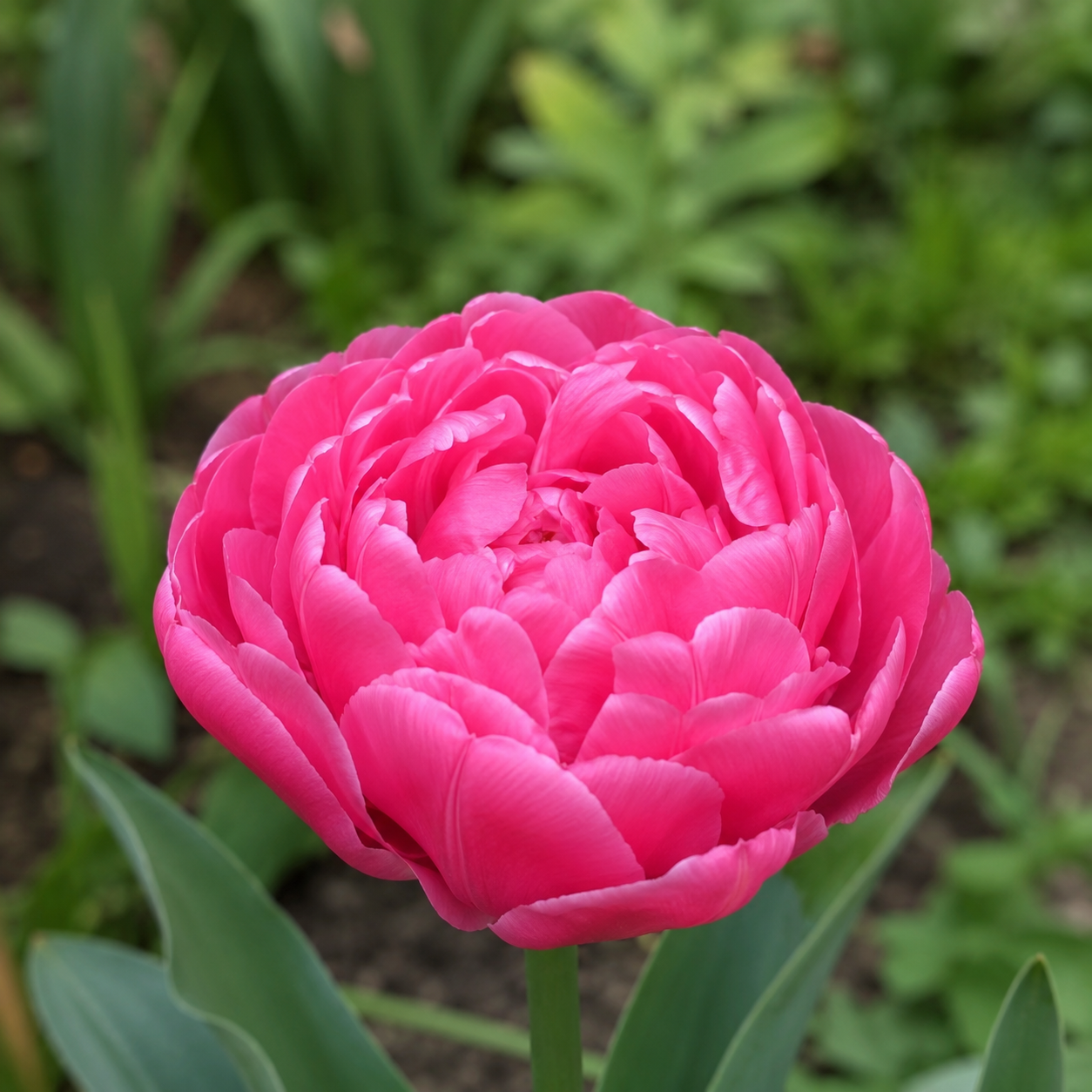 Gefüllte späte Tulpen Candy Time