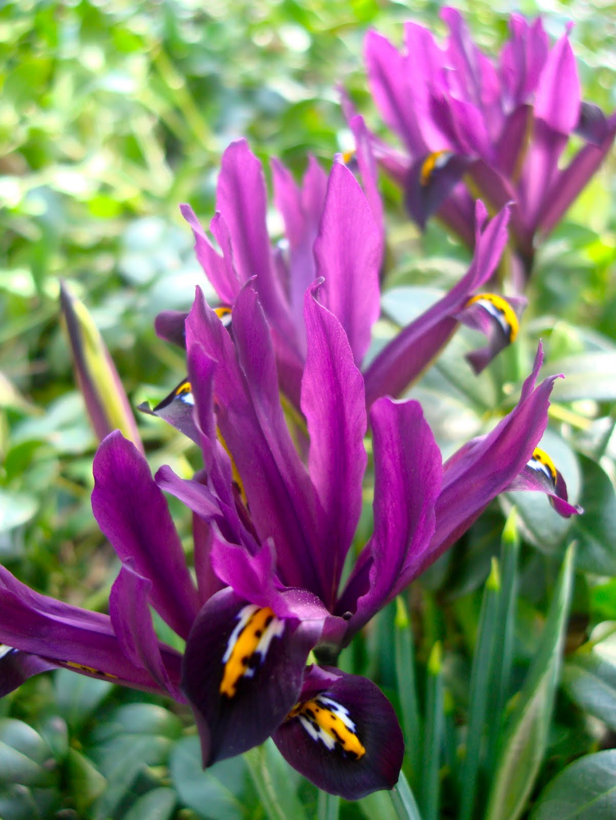 Nahaufnahme einer lila Zwergiris (Iris reticulata) mit tiefvioletten Blütenblättern und gelb-weißen Zeichnungen am Blütengrund, umgeben von grünen Blättern