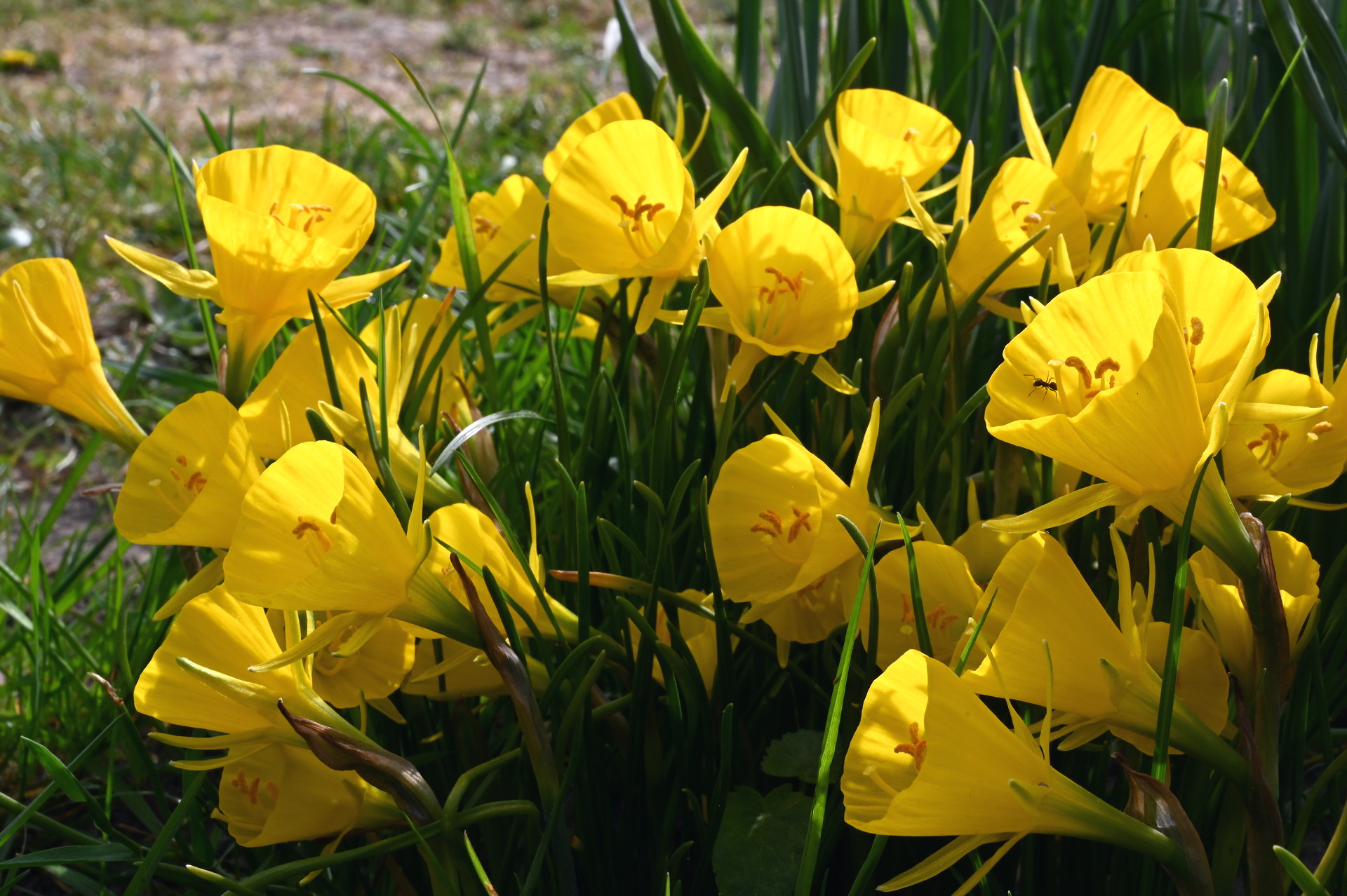 Reifrock-Narzissen bulbocodium conspicuus