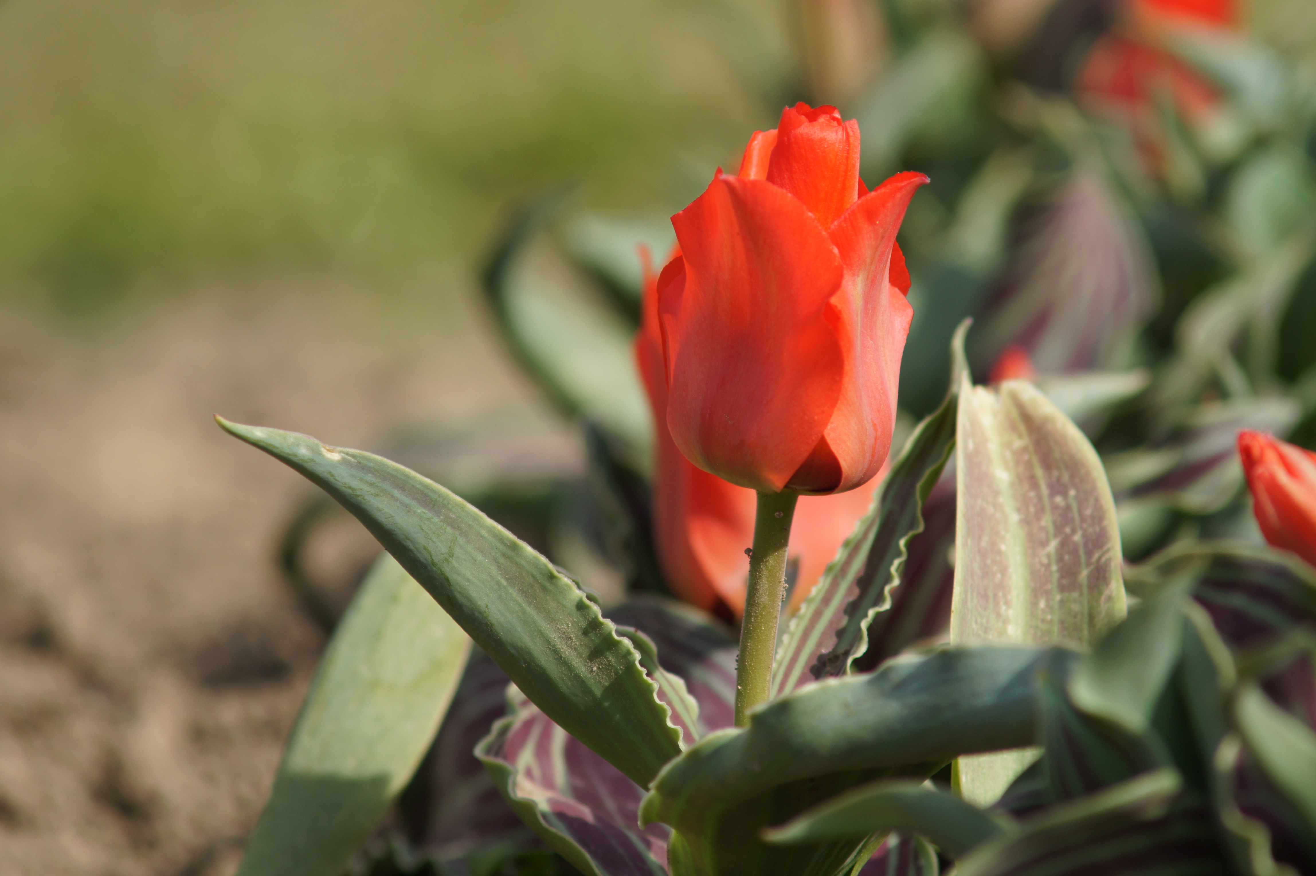 Nahaufnahme einer roten Tulpe mit grün gestreiften Blättern und unscharfem Gartenhintergrund