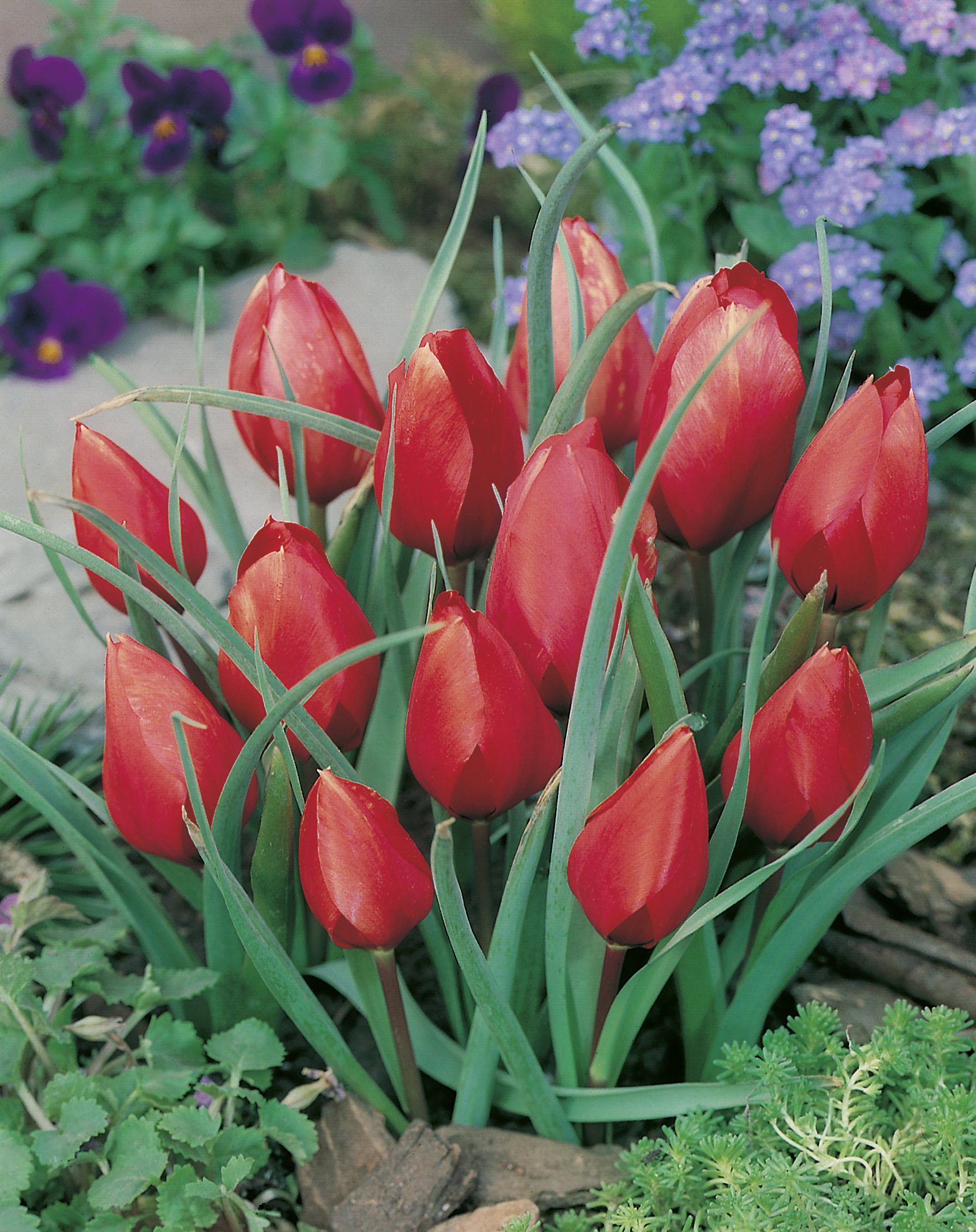 52972_Tulpe wilsonniana FM Bündel roter Tulpen mit geschlossenen bis leicht geöffneten Blüten in einem Frühlingsbeet, umgeben von langen grünen Blättern und violetten Bodendecker-Blumen im Hintergrund