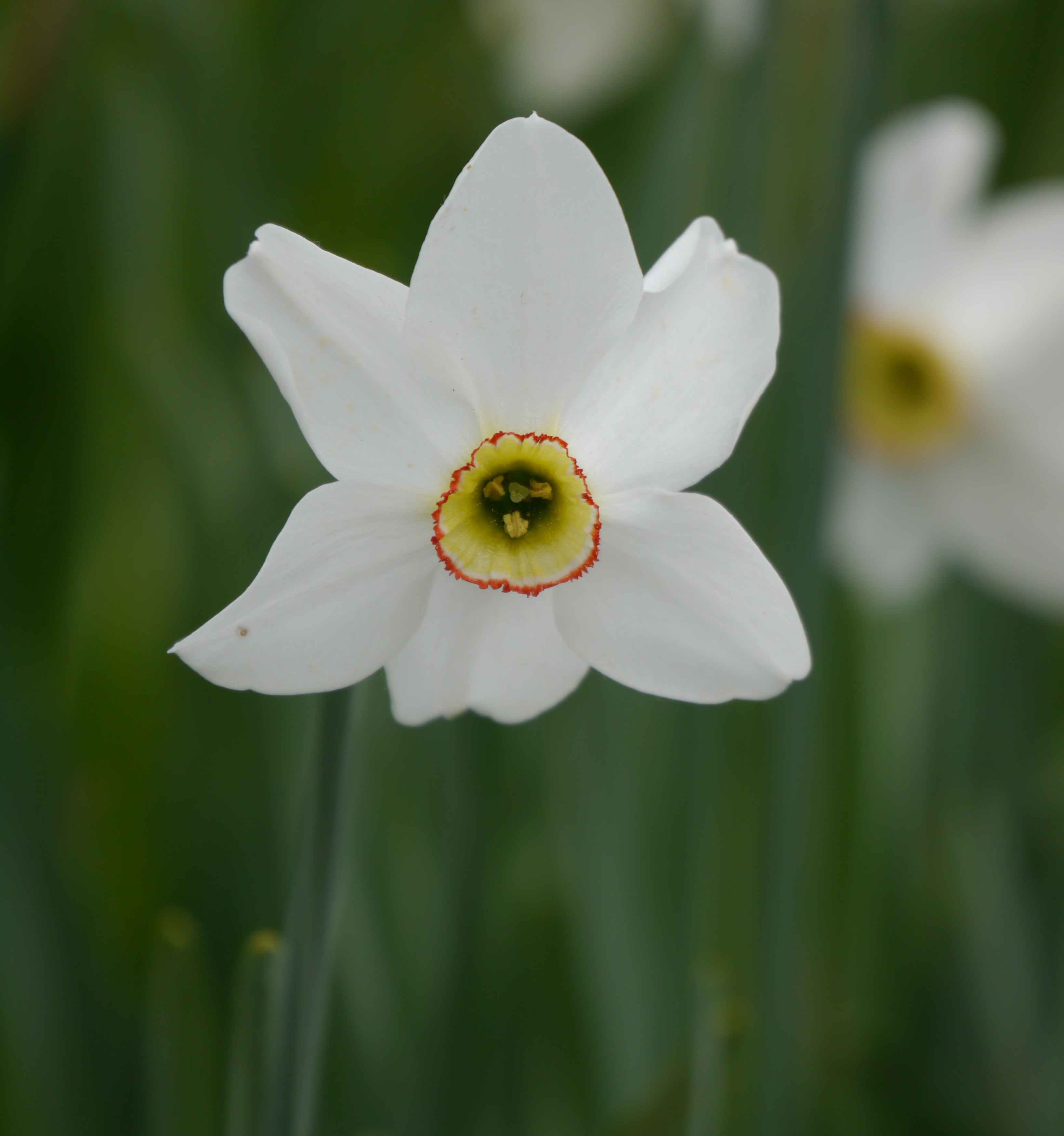 Nahaufnahme der Poeticus-Narzisse poeticus var. recurvus mit schneeweißer Blüte, gelber Nebenkrone und rotem Rand – Dichternarzisse für den Garten