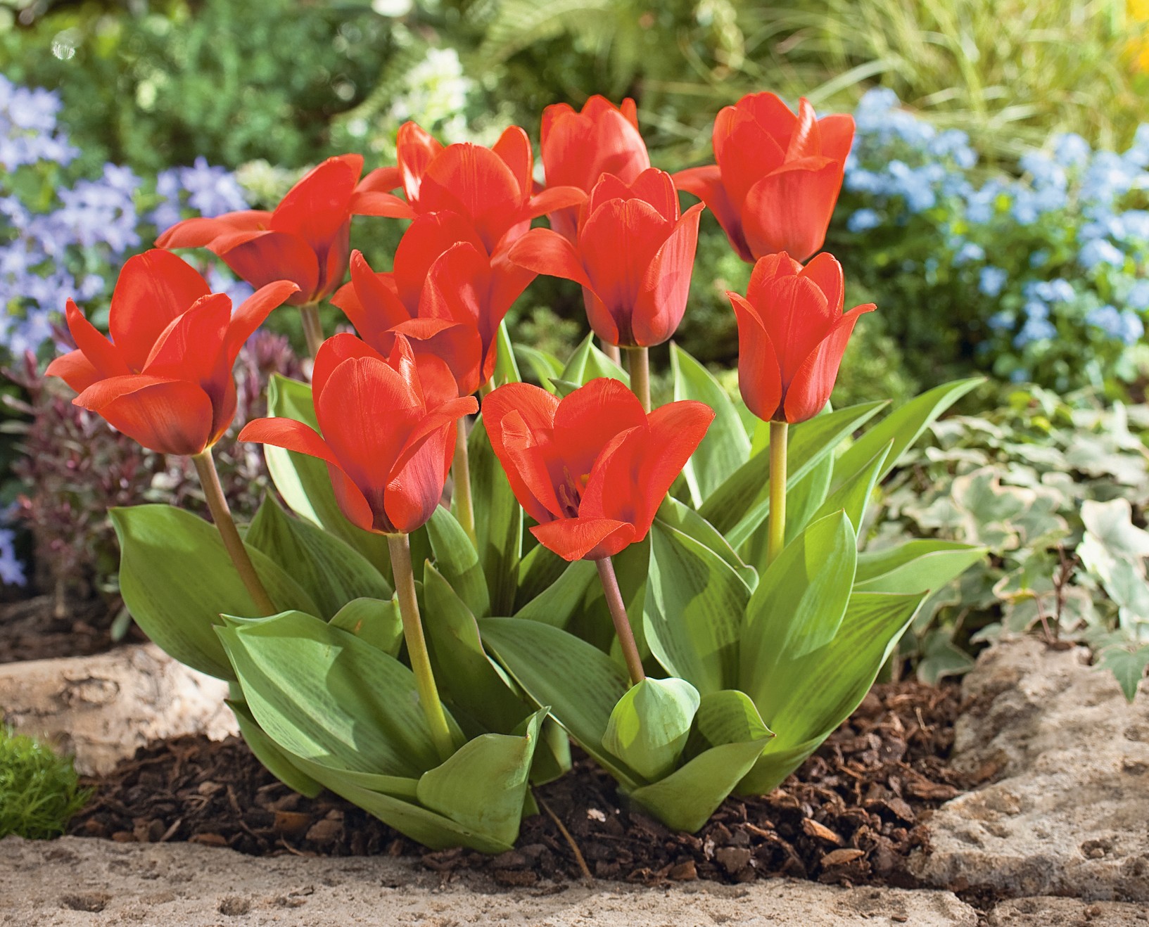 Kaufmanniana-Tulpen Showwinner