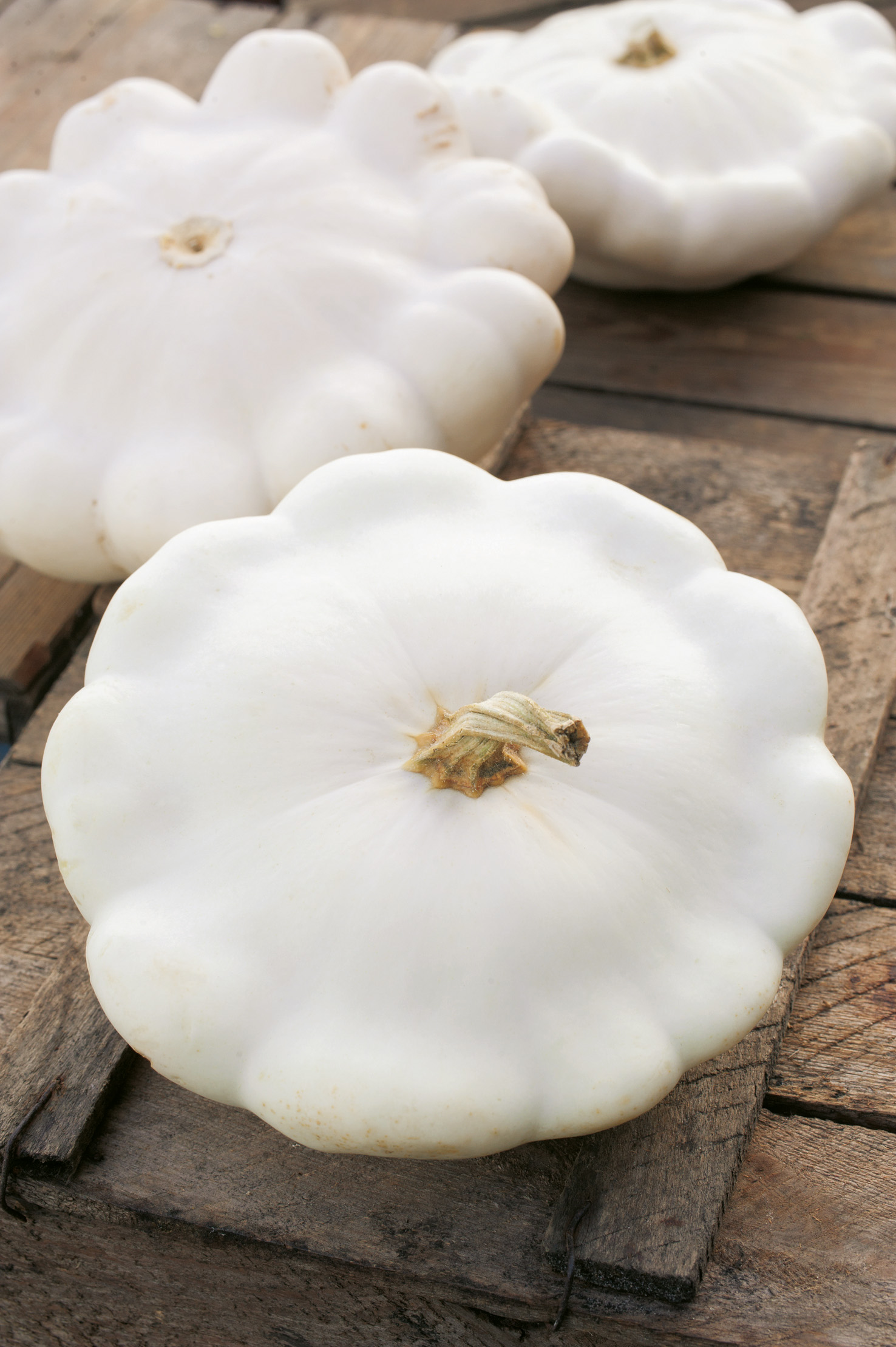 Weißer Pattypan- (Patisson-)Kürbis, Nahaufnahme: flacher, gezähnter Kürbis auf verwitterter Holzkiste