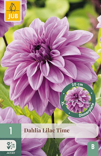 Riesen-Dahlie Lilac Time