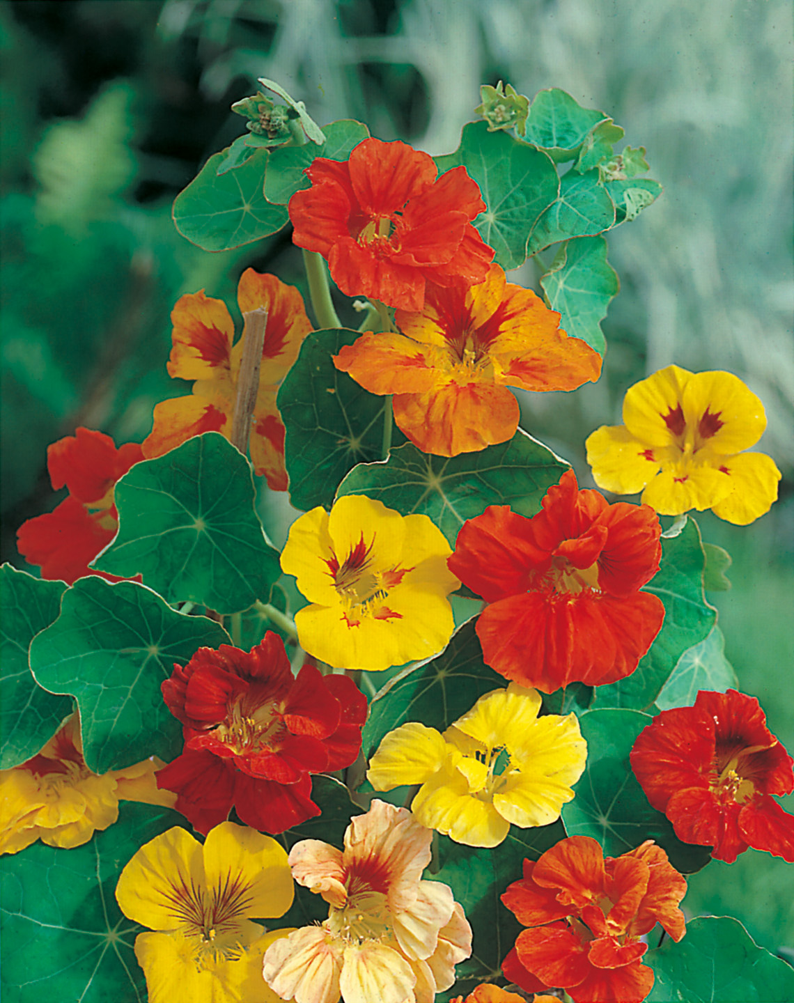 Kapuzinerkresse (Tropaeolum majus) mit leuchtend roten, gelben und orangefarbenen Blüten und runden, schildförmigen grünen Blättern