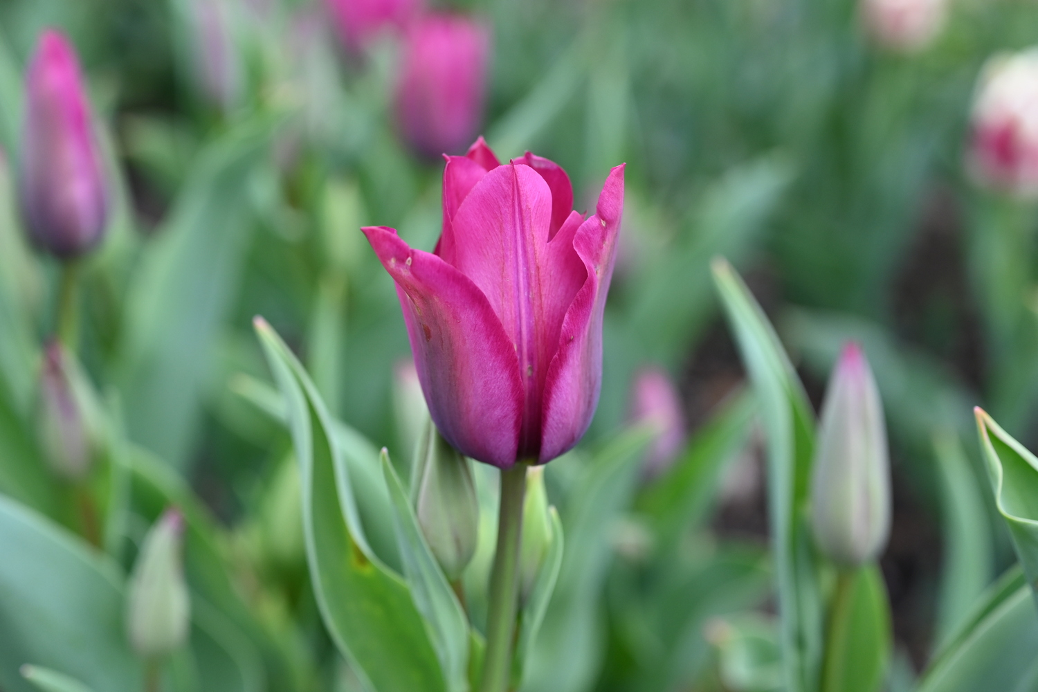 Nahaufnahme einer purpurfarbenen Tulpe mit geöffneten Blütenblättern vor unscharfem Hintergrund aus grünen Blättern und weiteren Tulpenknospen