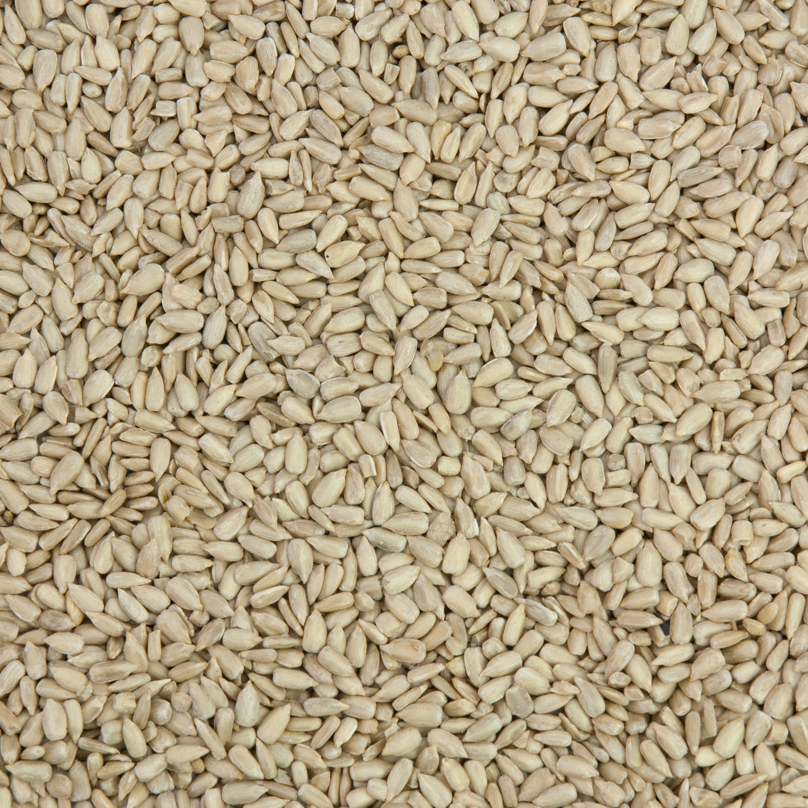 Nahaufnahme geschälter Sonnenblumenkerne, gleichmäßig verteilt auf hellem Untergrund; beige Farbe und körnige Textur deutlich sichtbar