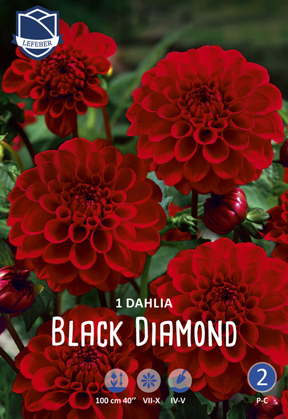Dahlia Black Diamond 8711829779108 Nahaufnahme von tiefroten Ball-Dahlien 'Black Diamond' auf Verpackung mit Logo und Produktangaben, mehrere Blüten und Knospen vor grünem Blattwerk