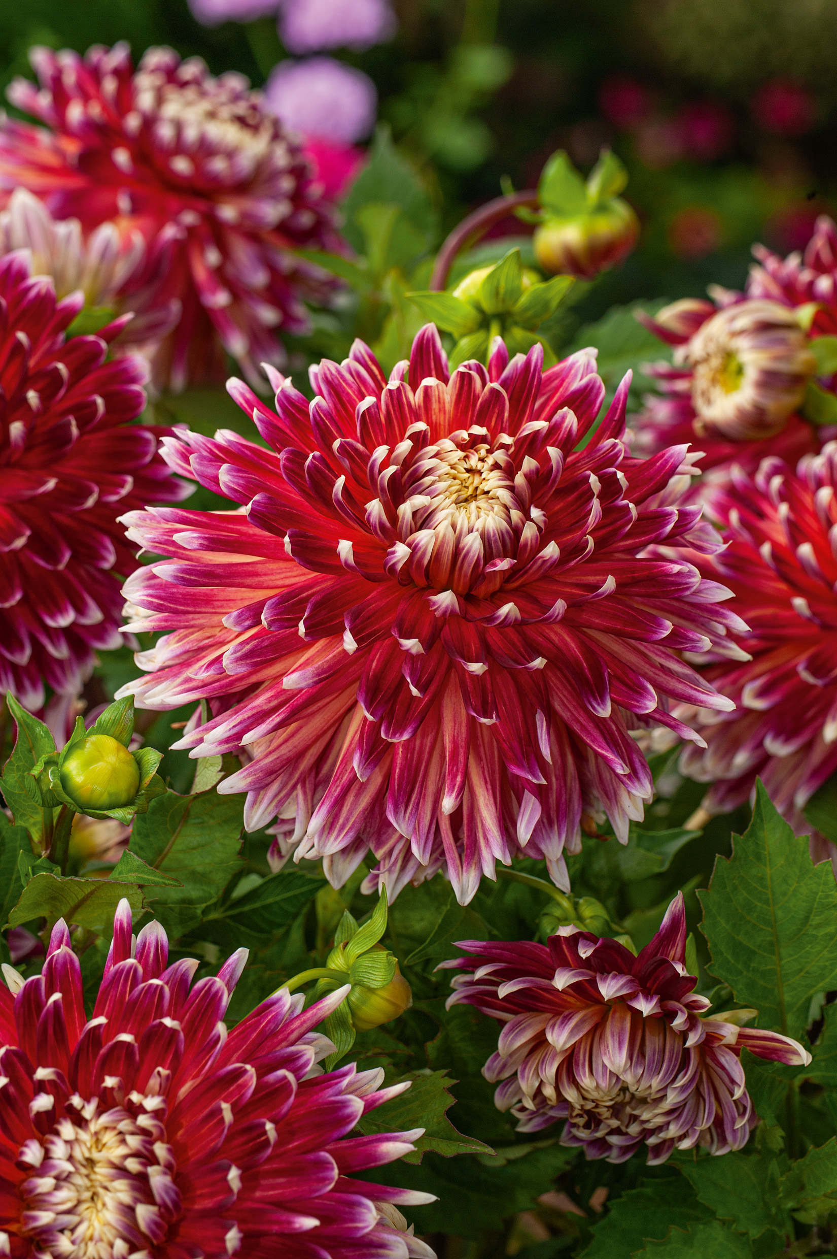 2820_Dahlie Manhatten Island Nahaufnahme mehrerer dunkelrosa bis magentaroter Dahlien mit weißen Spitzen, großen gefüllten Blüten und grünen Knospen vor unscharfem Gartenhintergrund.