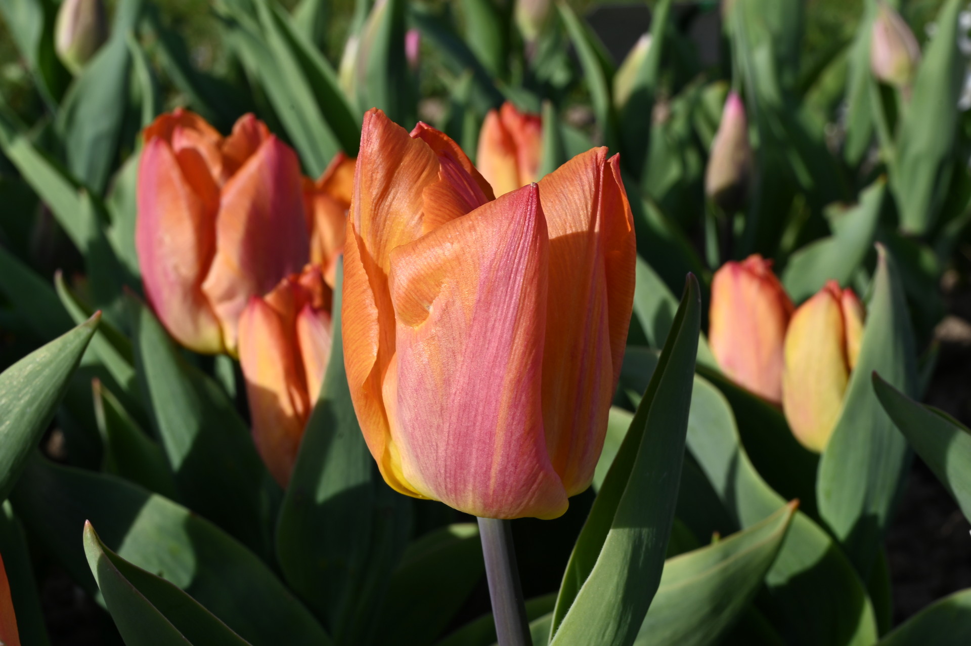 Einfache frühe Tulpen Sunrise Prince